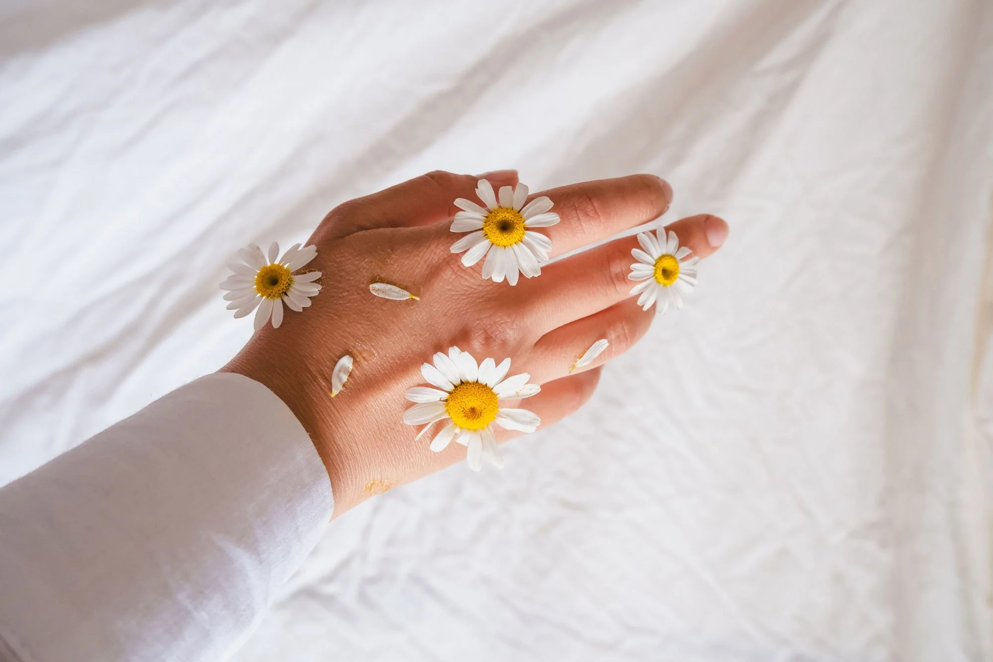 Main avec plusieurs marguerites blanches et jaunes posées dessus, contre un fond clair et flou.