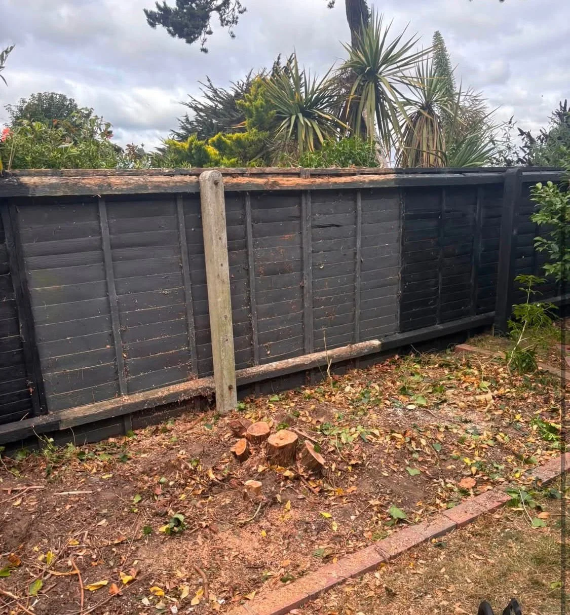Tree Removal (after) 