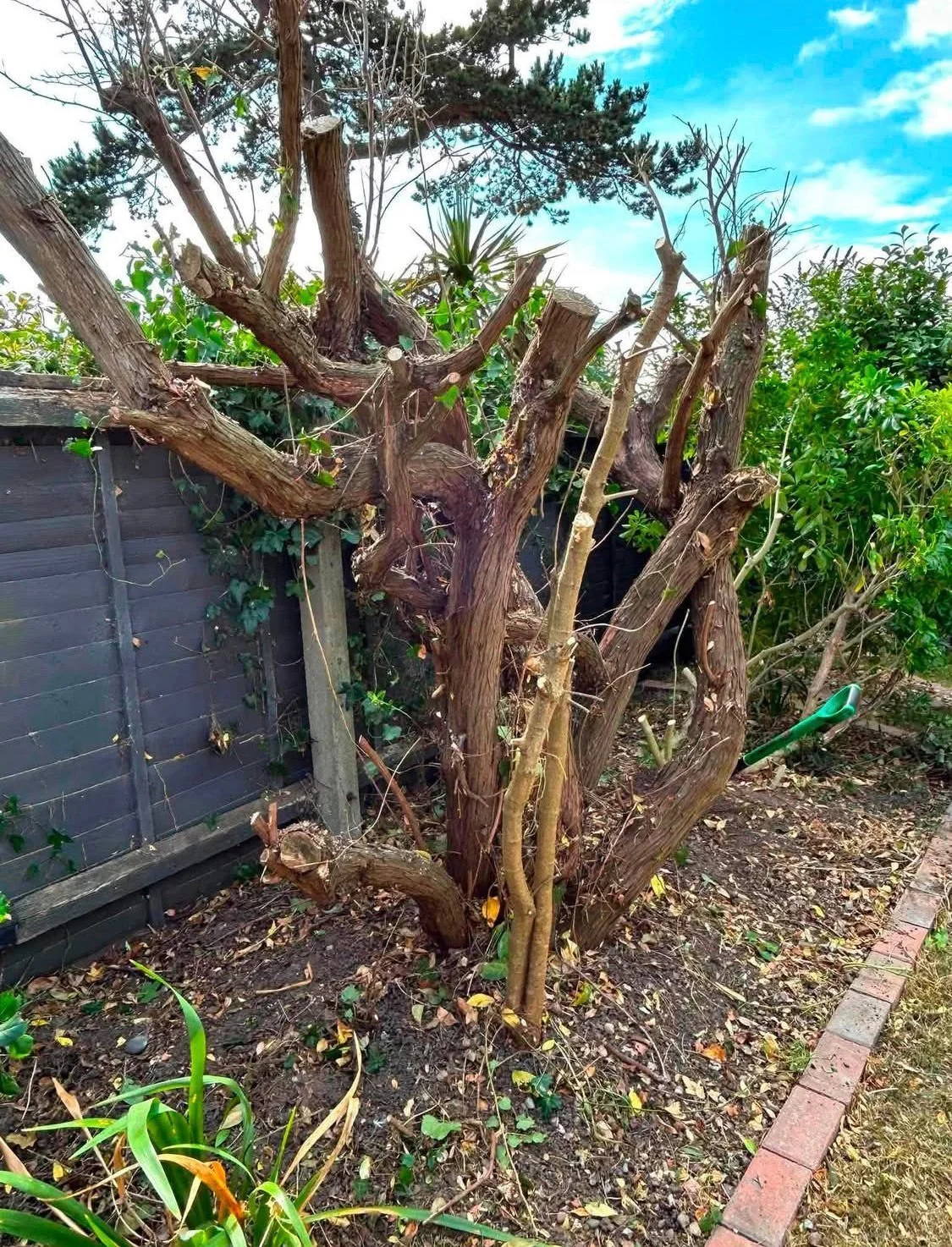 Tree Removal (before) 