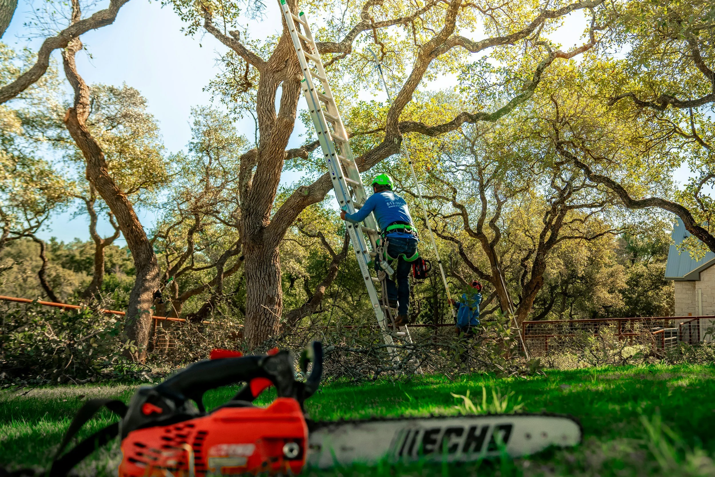 Worker in blue shirt and green helmet climbing a ladder on large tree, with a chainsaw on the ground in the foreground.