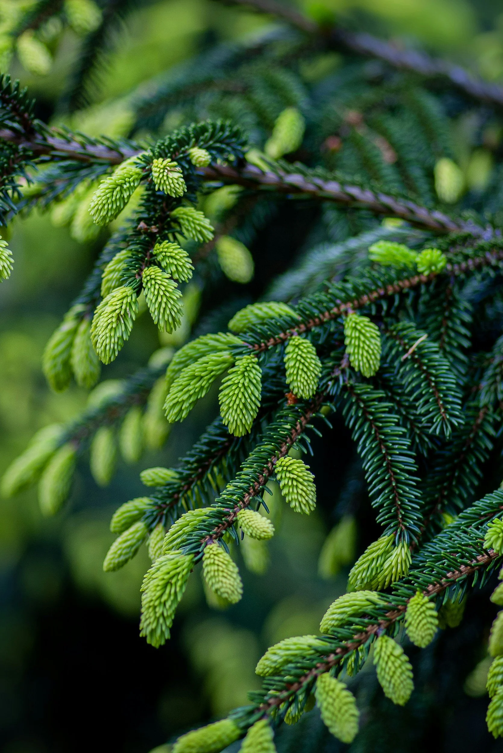 Close-up of green pine tree branches with new sprigs and dark green needles.