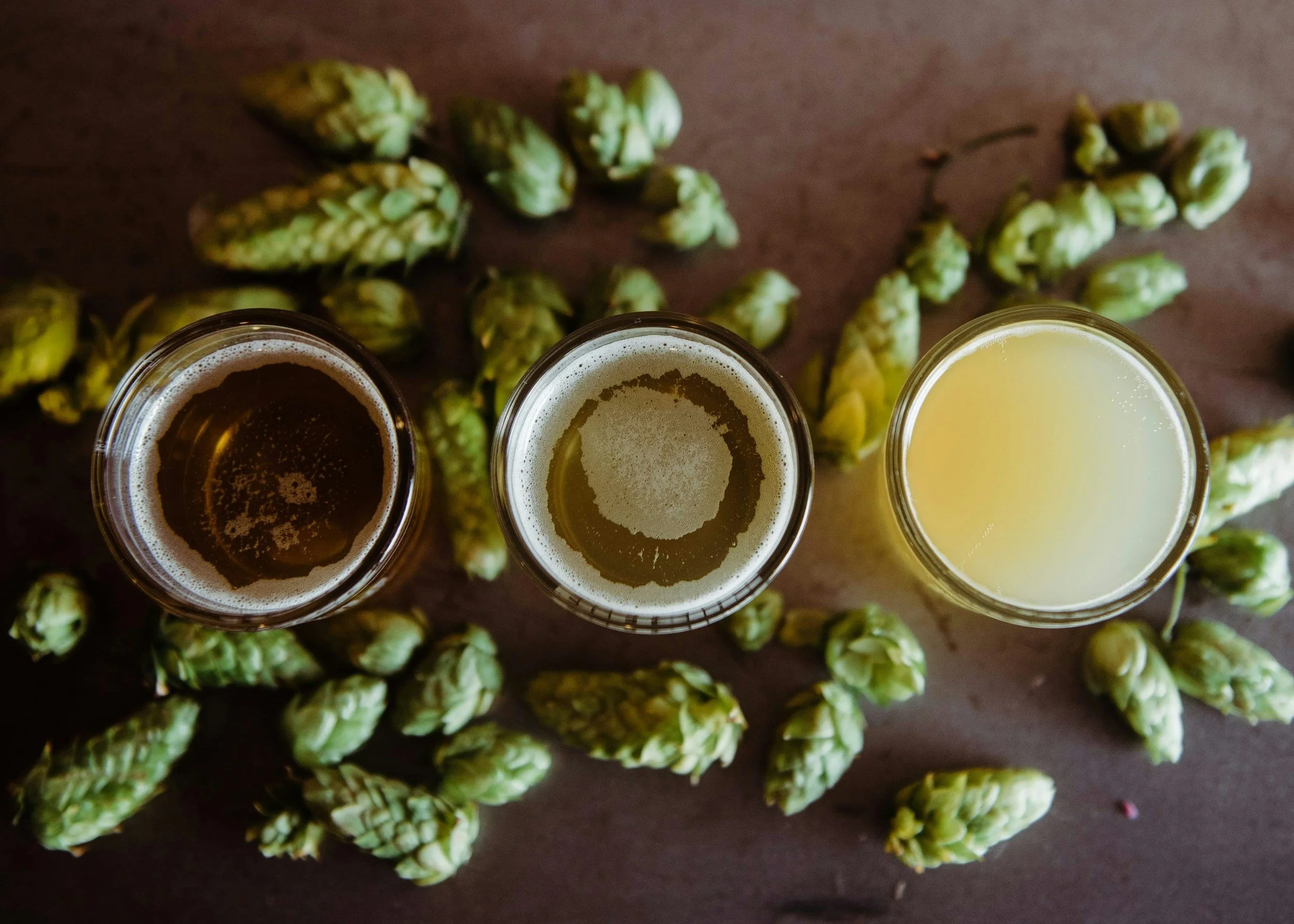 Three glasses of beer with frothy heads on a table surrounded by fresh green hop cones.