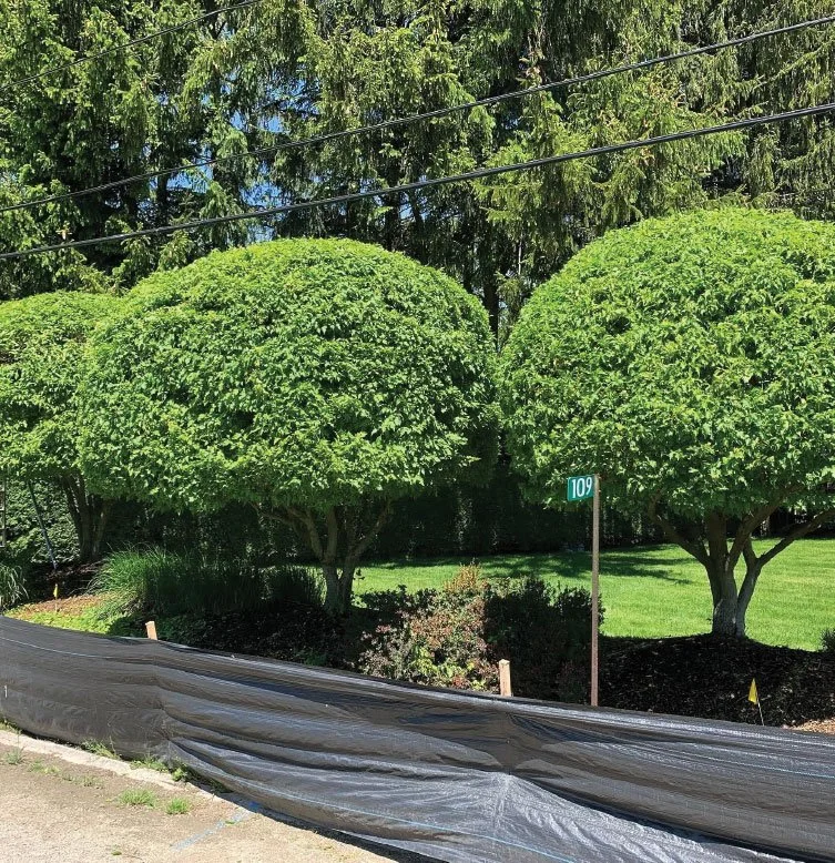 PruningGeogianBay.jpg