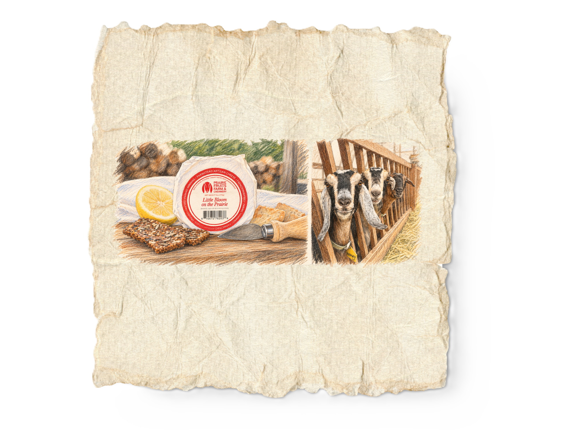 A drawing of a cheese wheel with a label, a lemon slice, and a sesame seed cracker in front, with goats behind a wooden fence on a farm.