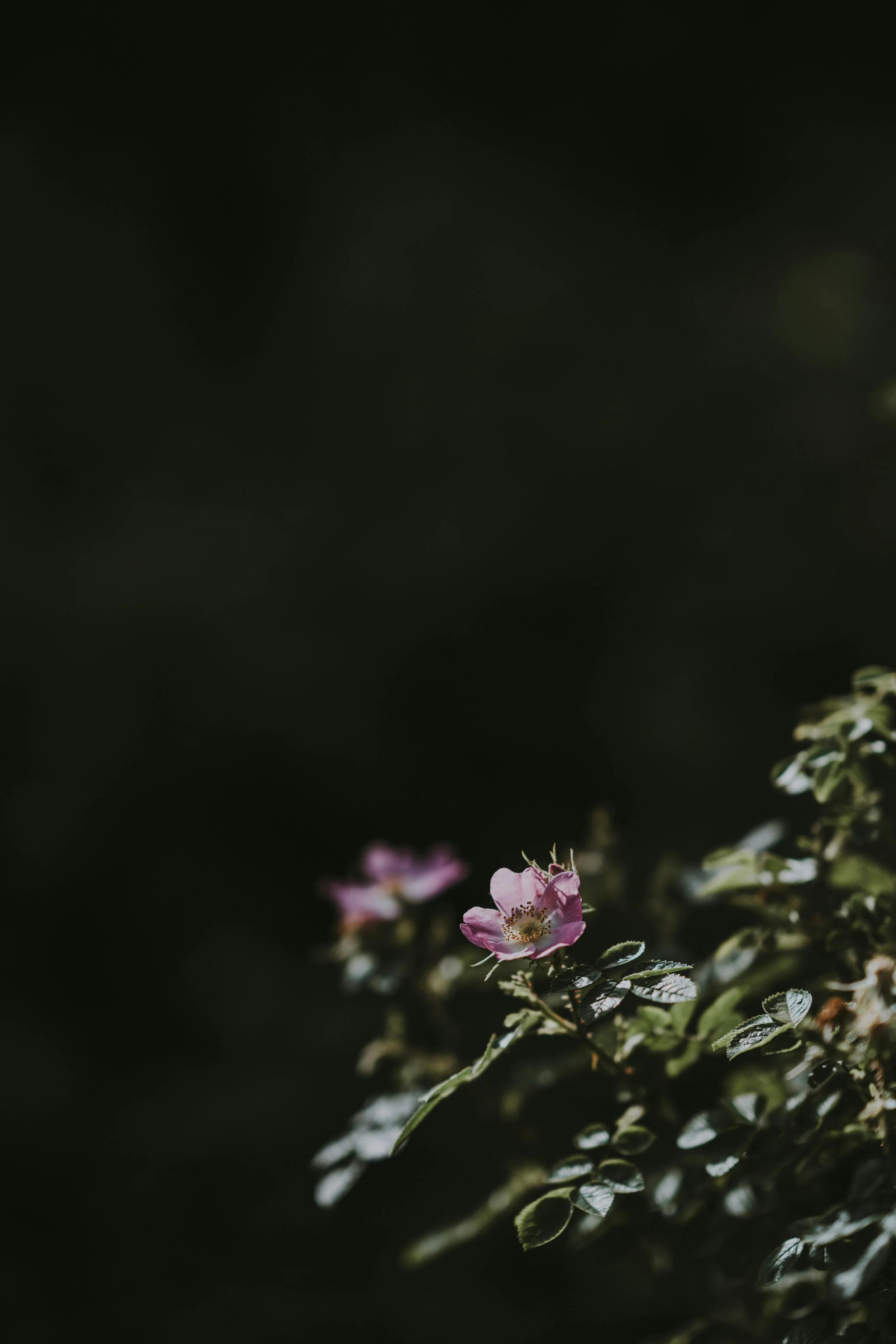 Close-up of pink flowers with dark green leaves on a sunny day.