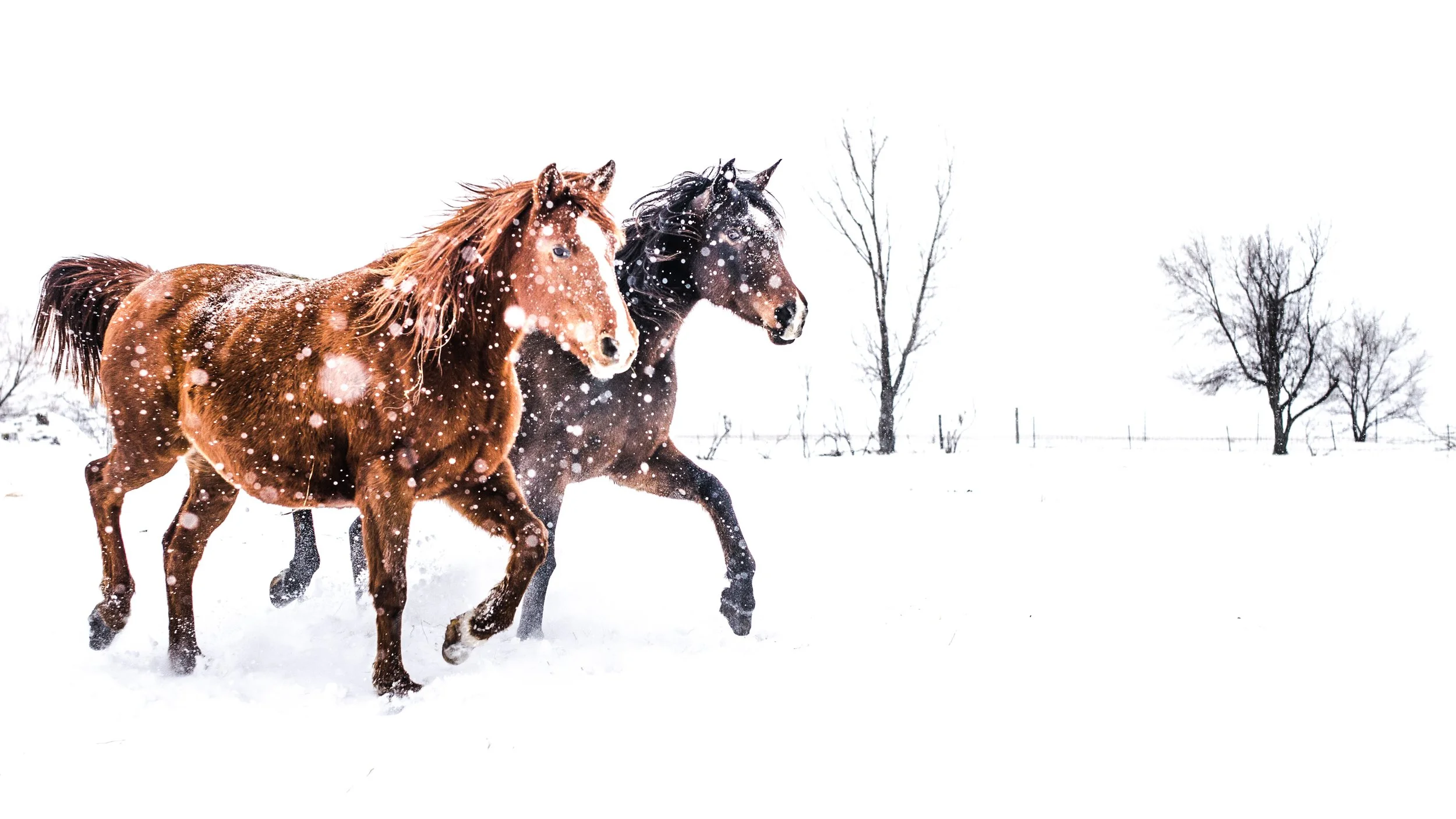 Two horses, one brown and one dark brown, running through snow during a snowy day with leafless trees in the background.