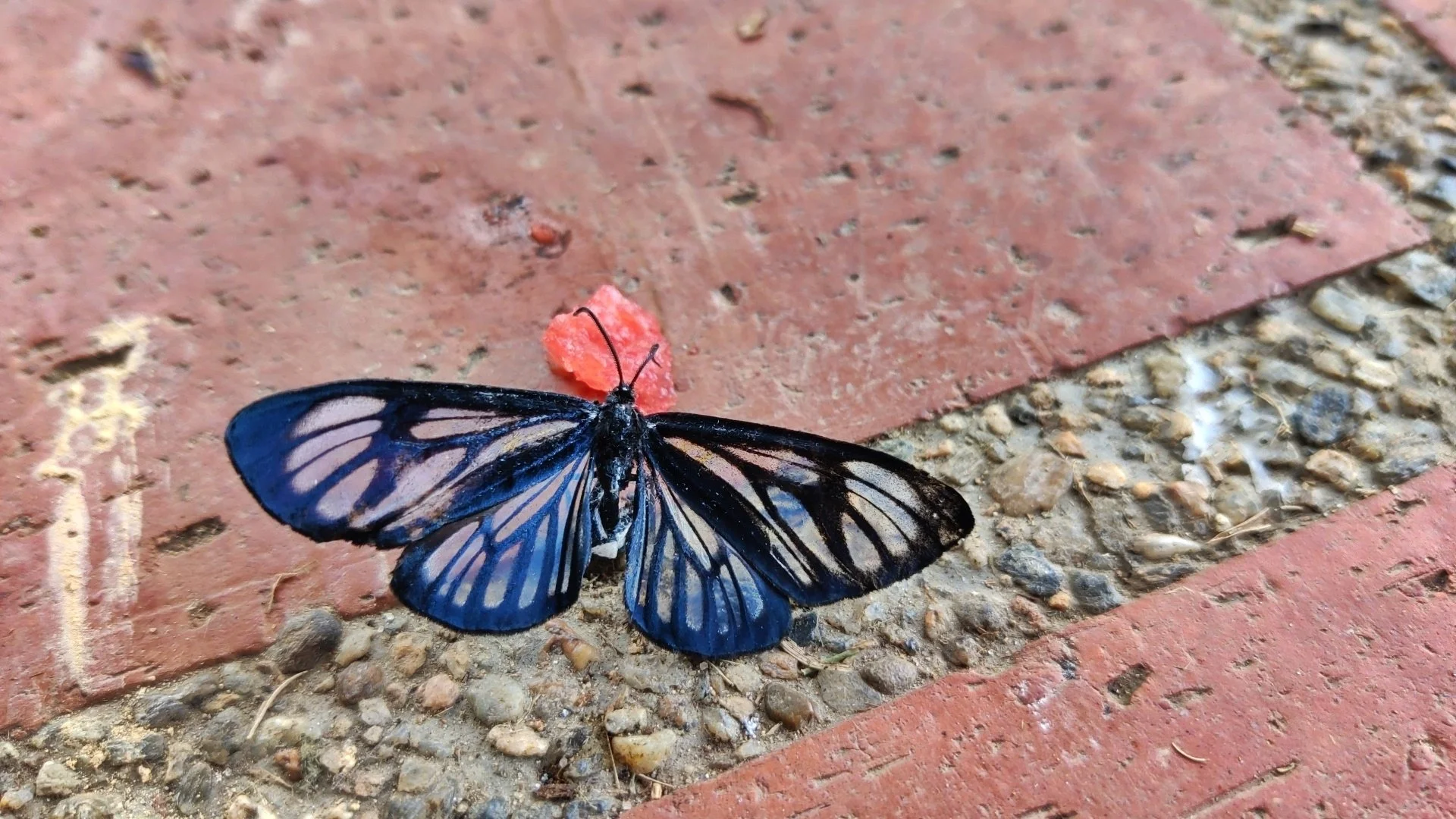 A blue and black butterfly with translucent wings resting on a red brick surface.