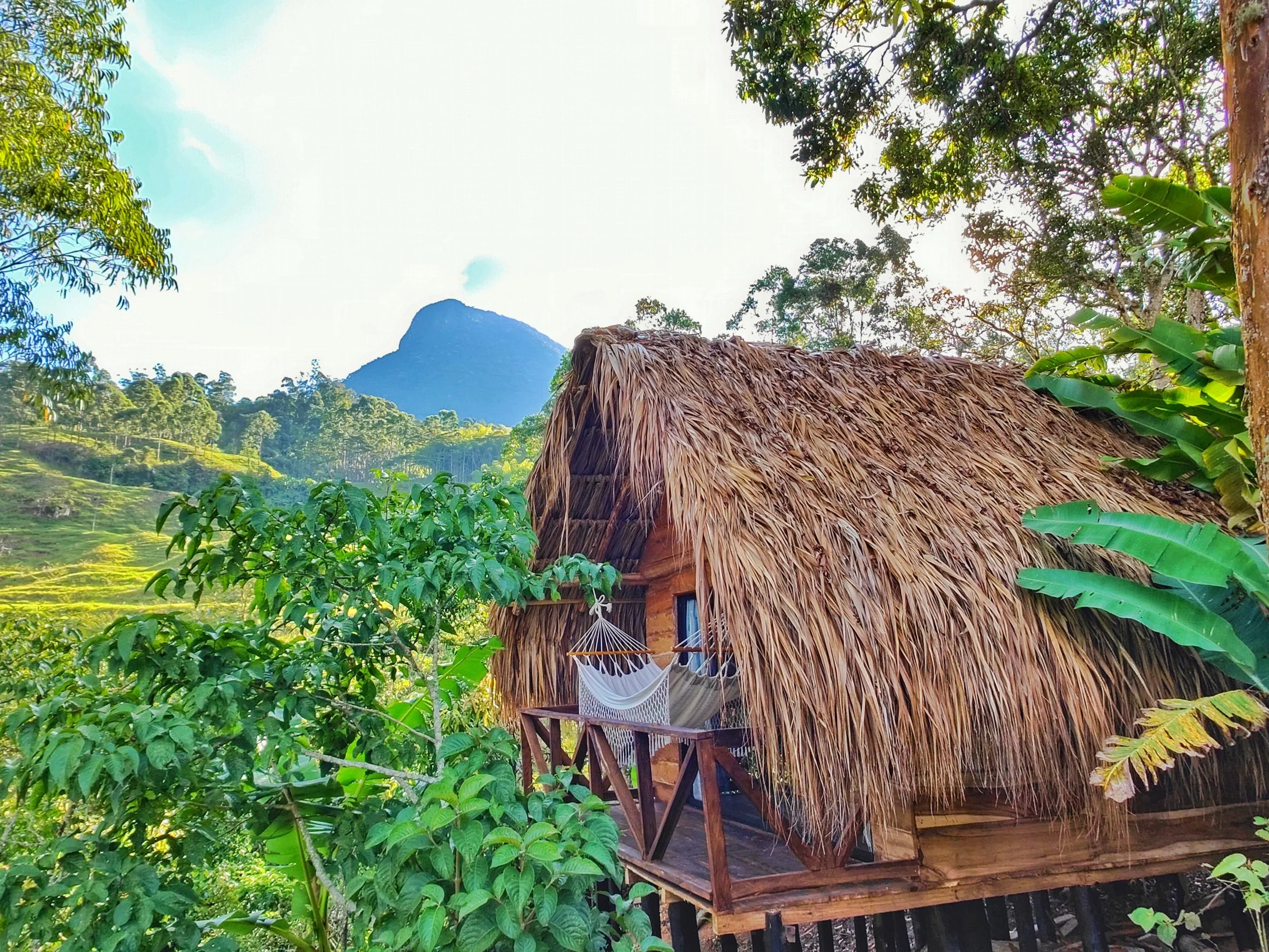 A small wooden house with a thatched roof, surrounded by lush green trees and plants, with a mountain in the background.