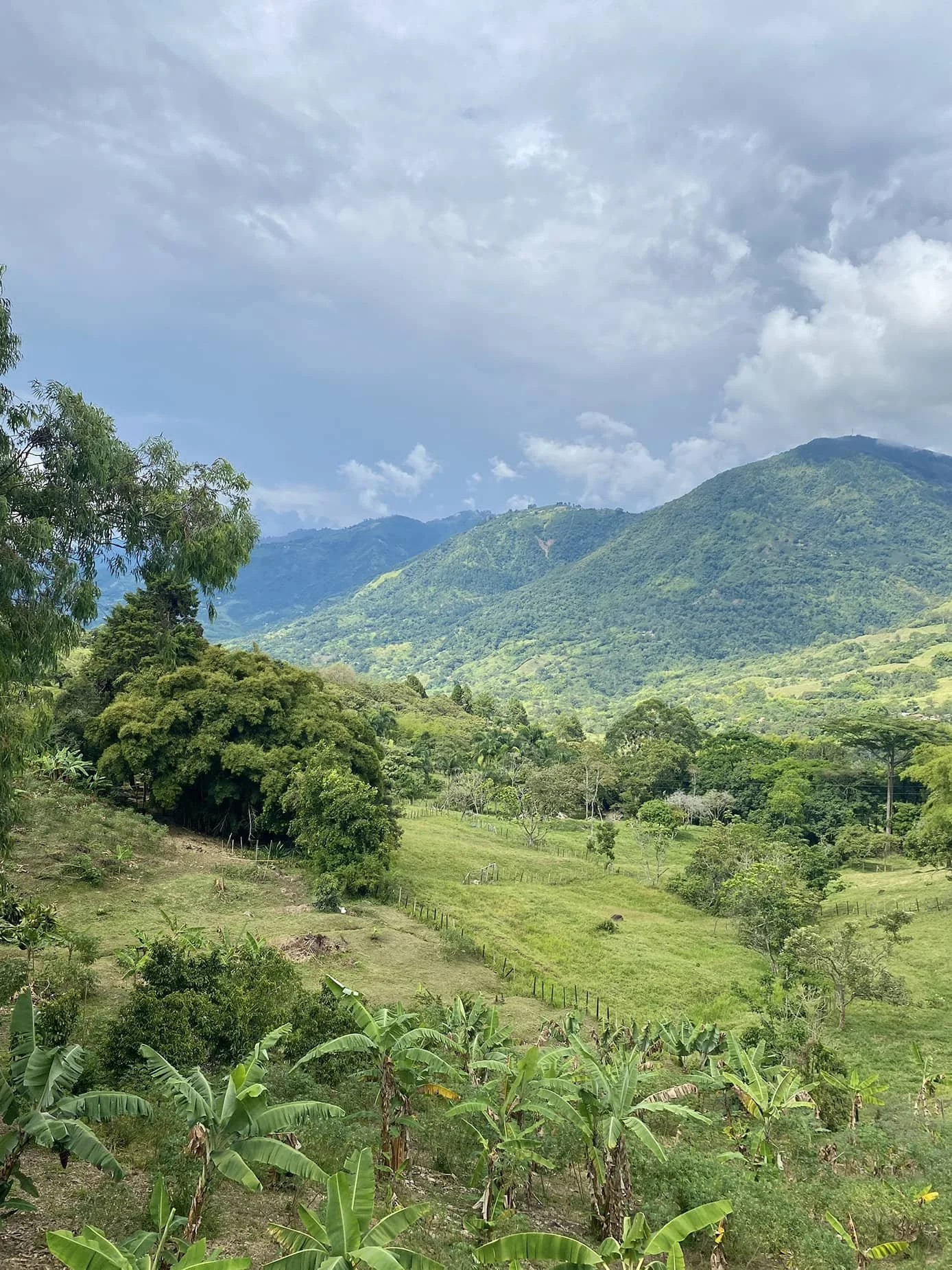 Lush green mountains and hills under a cloudy sky, with a dense variety of trees and tropical plants in the foreground.