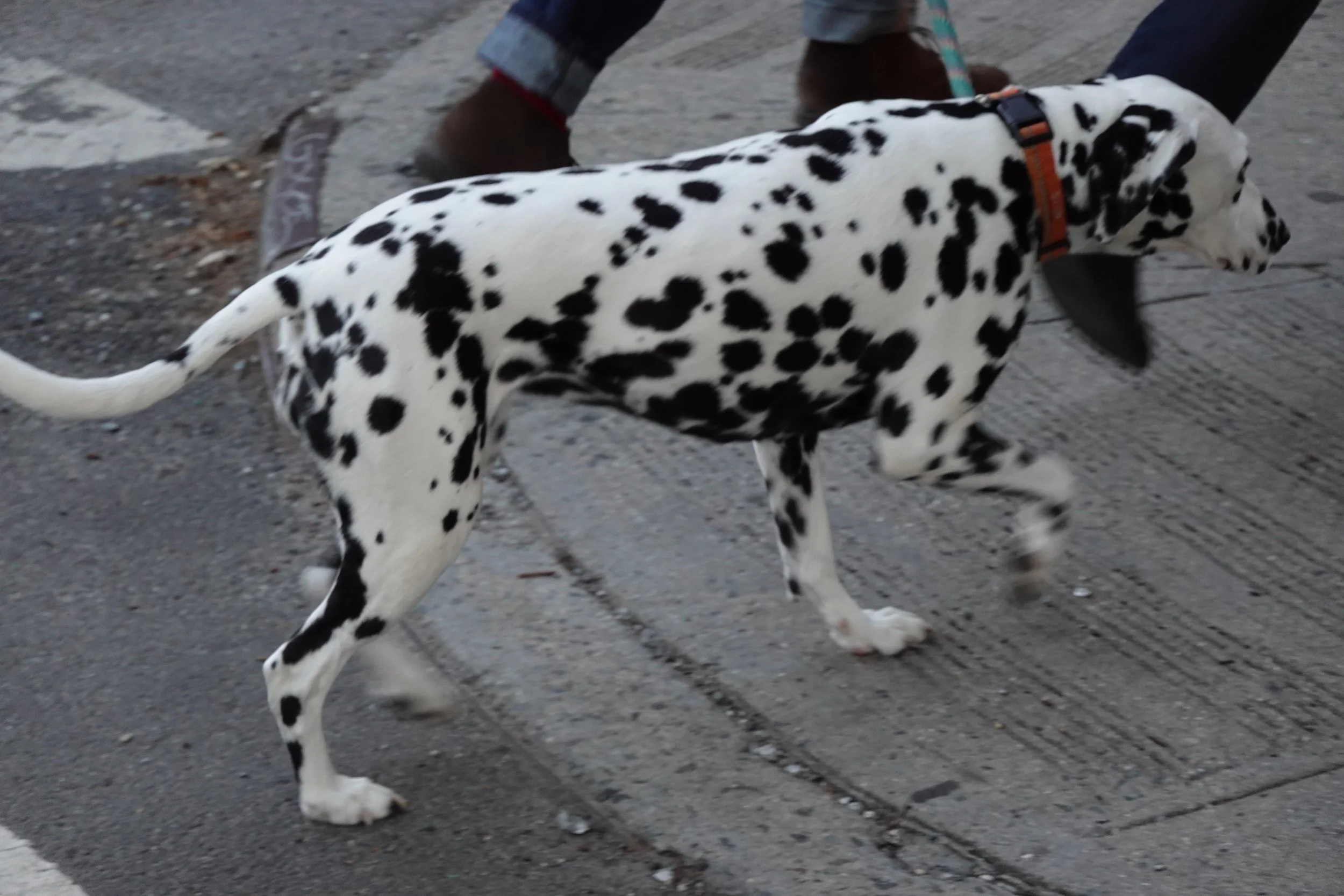 DSC04281.JPG
