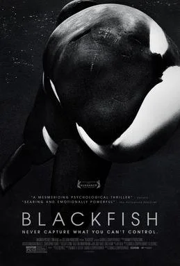 Afterlife Films Post Analysis: Blackfish Case 13 Years Later.