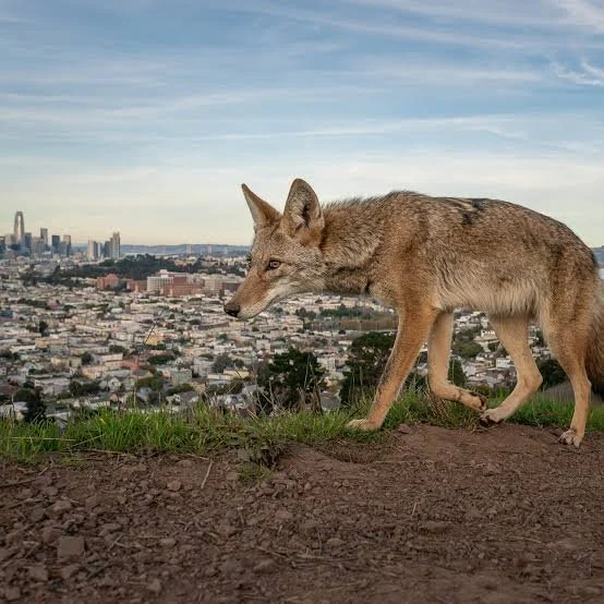 Los Angeles Has a Coyote Problem. Afterlife Films Wants to Document It.