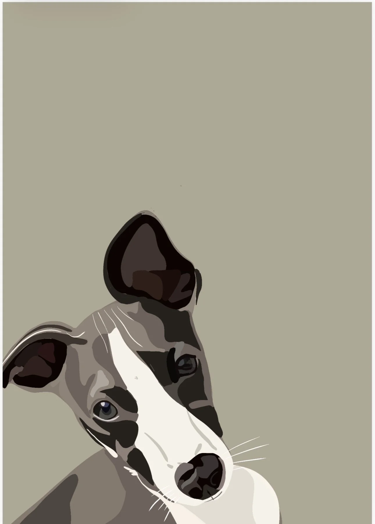 Whippet