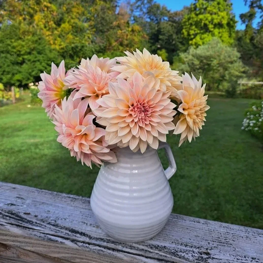 A white ceramic pitcher with horizontal ridges, filled with large peach-colored dahlias, sits on a weathered wooden surface outdoors, background of green trees and a clear blue sky.