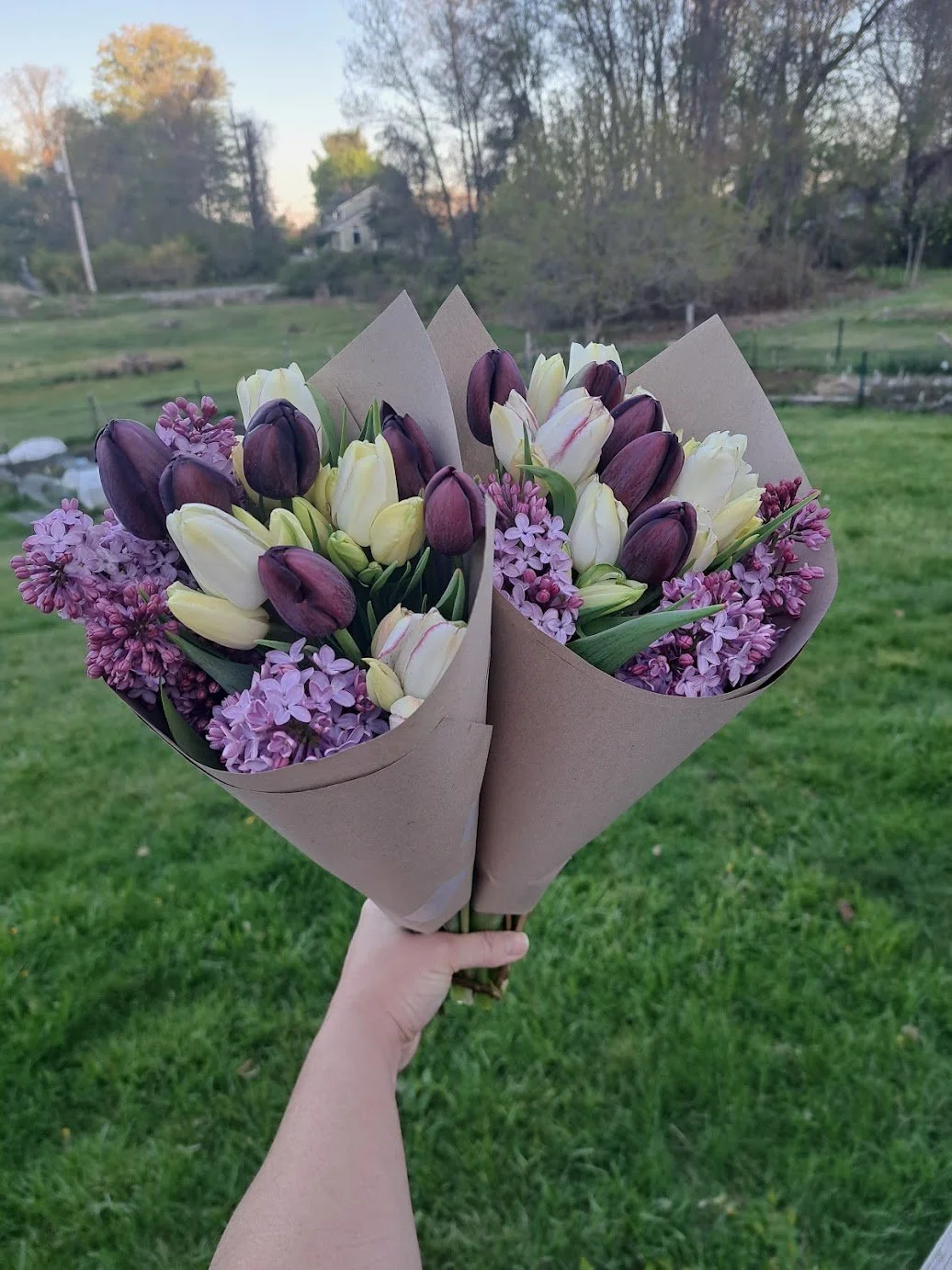 Two bouquets of purple and white tulips and lilacs held in a person's hand outdoors with green grass and trees in the background.