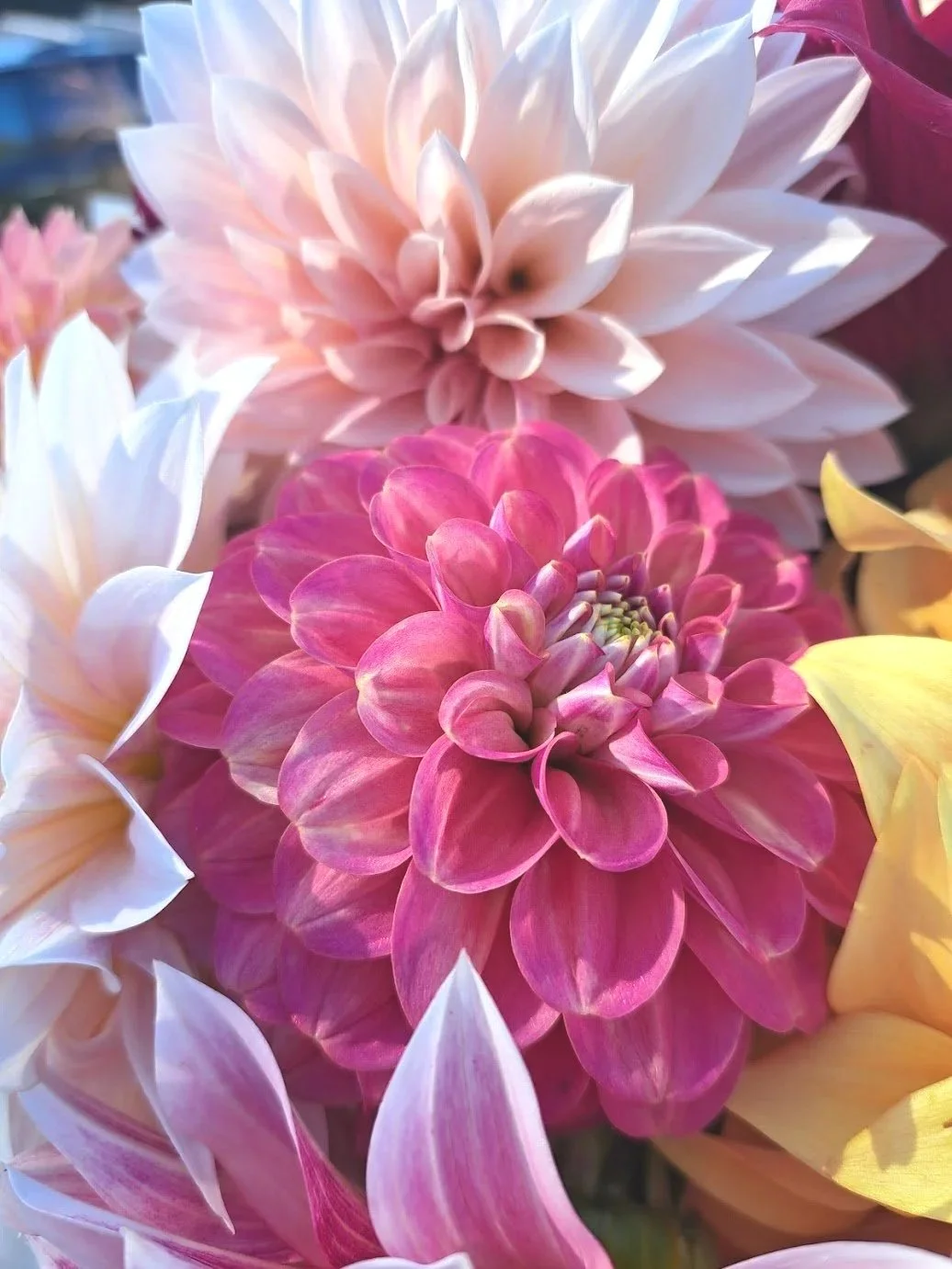 Close-up of pink and white dahlias with layered petals in full bloom.