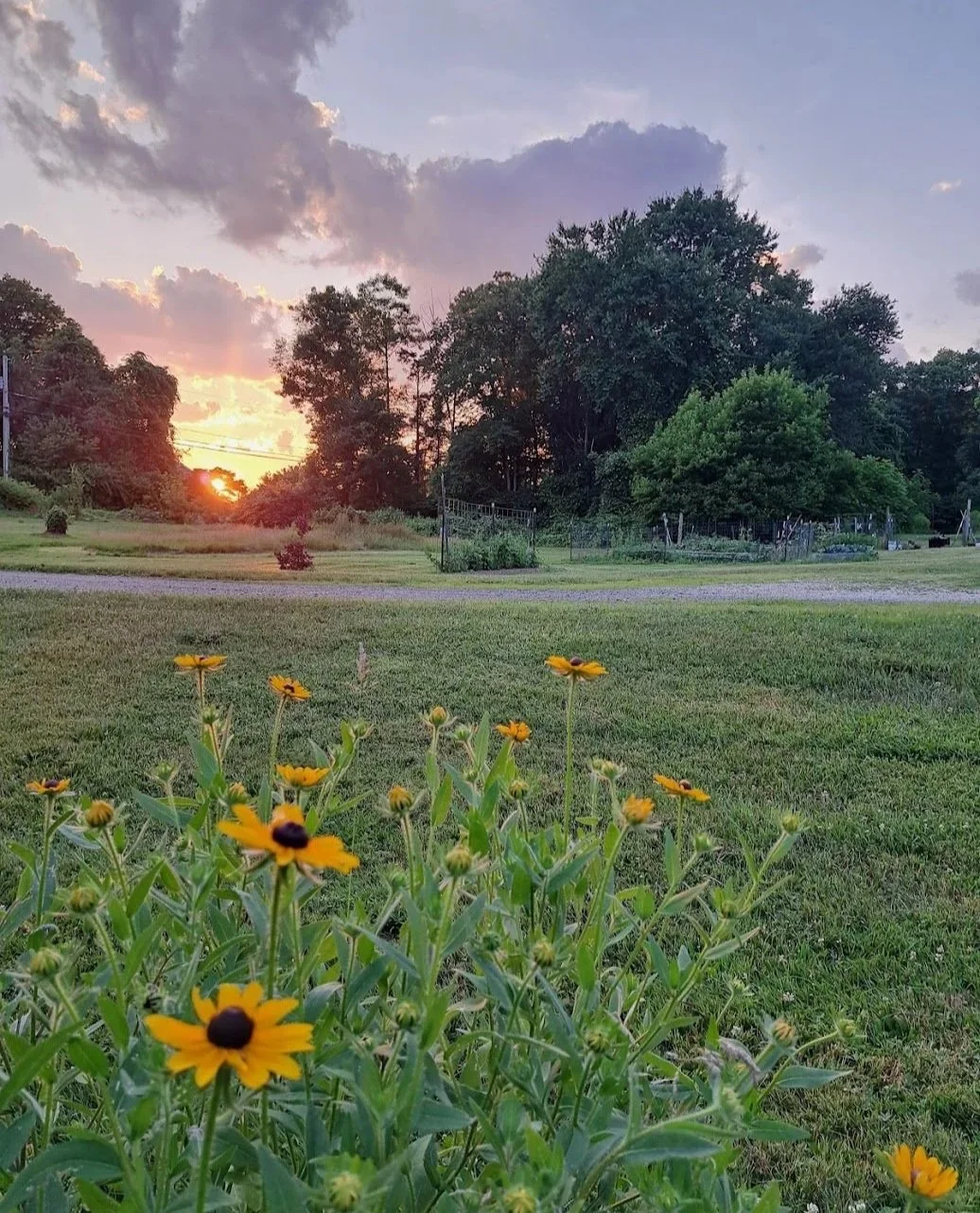 Sunset over a grassy field with yellow flowers in the foreground, trees in the background, and cloudy sky.