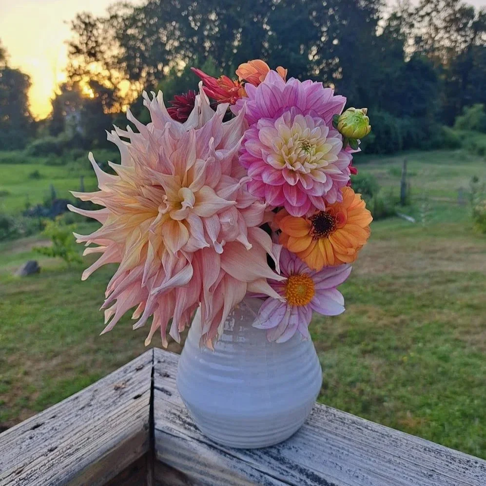 A white ceramic vase with pastel-colored dahlias and other flowers, placed on a weathered wooden surface outdoors during sunset with a field and trees in the background.