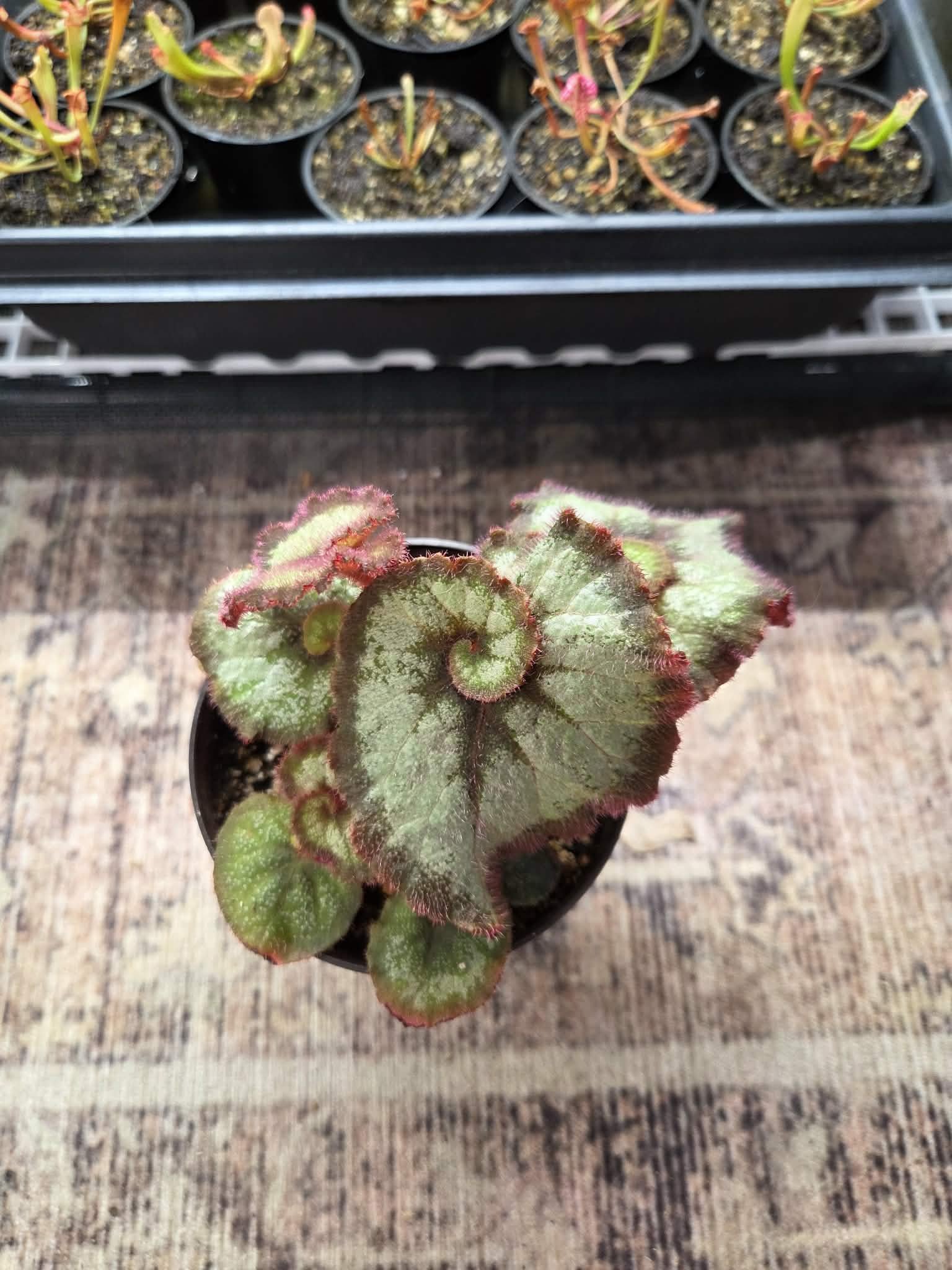 Begonia Rex Escargot