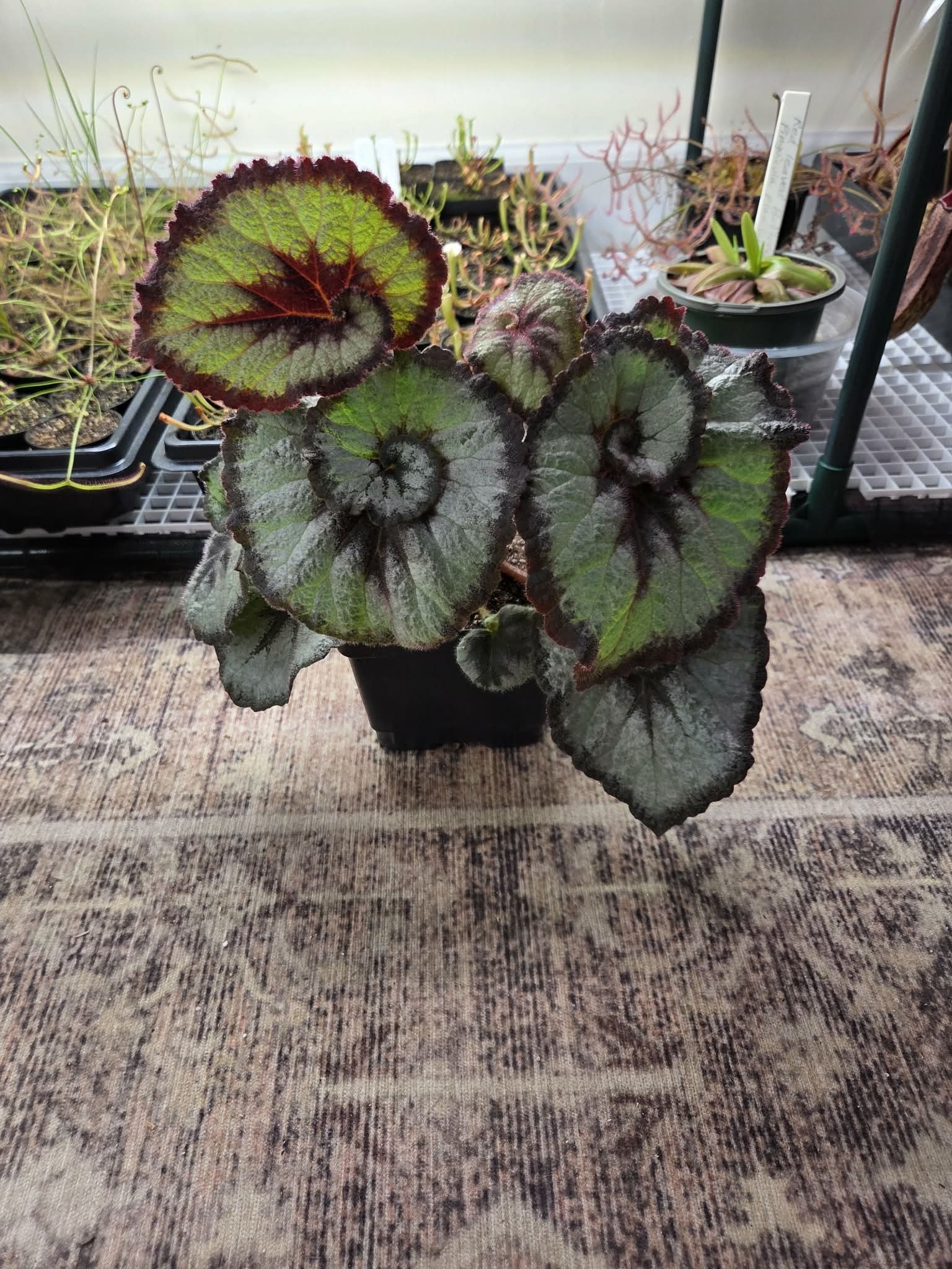 Begonia Rex Escargot