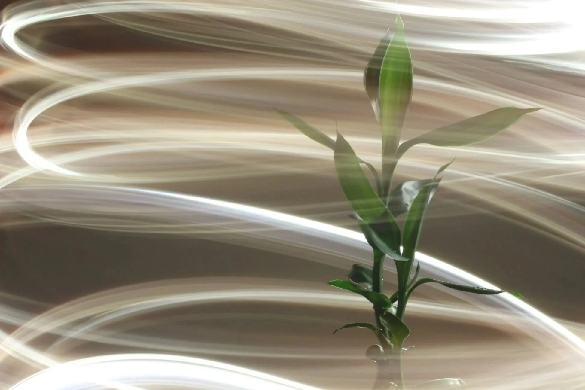 Grow Through It Christian Family Coaching visual of a plant in swirling stress with God’s steady light, symbolizing clarity, connection, and resilience.