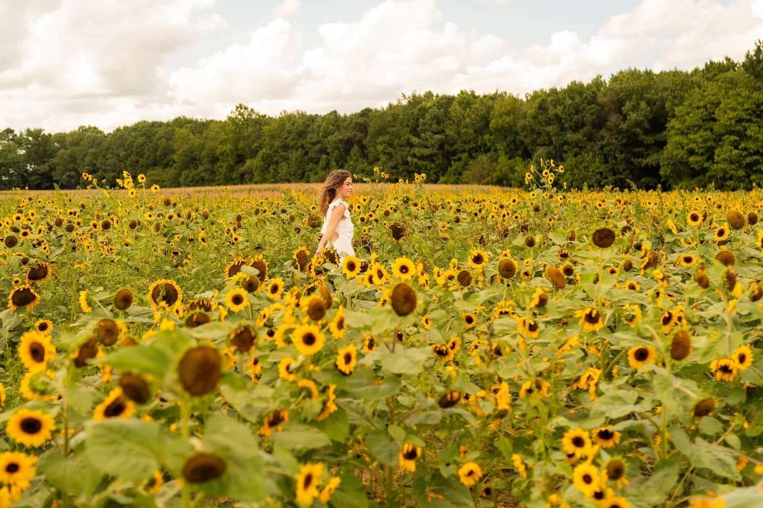 high school senior in a white dress walking through a large field of blooming sunflowers with green trees and a cloudy sky in the background.