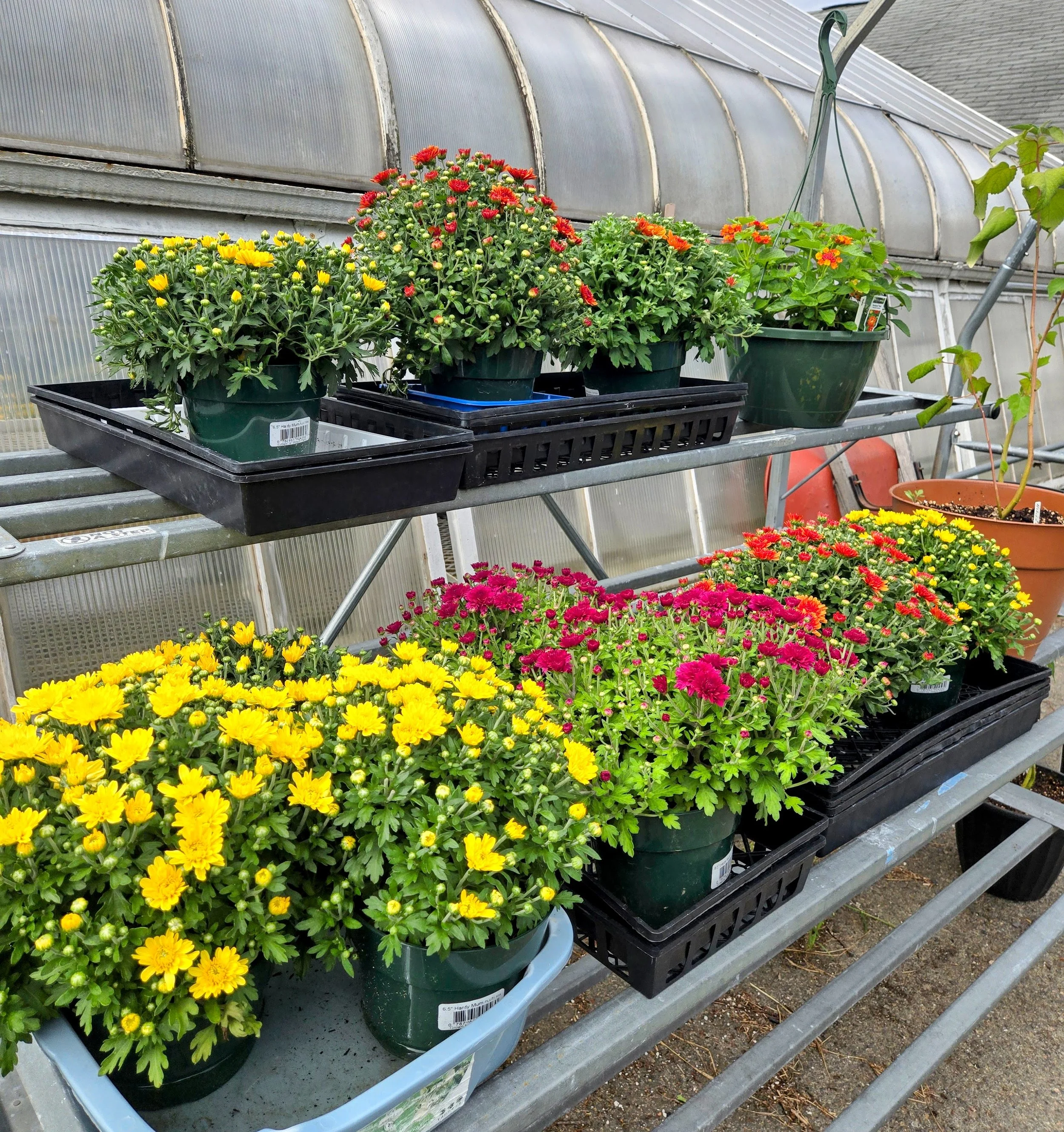 In the Greenhouse - Mums