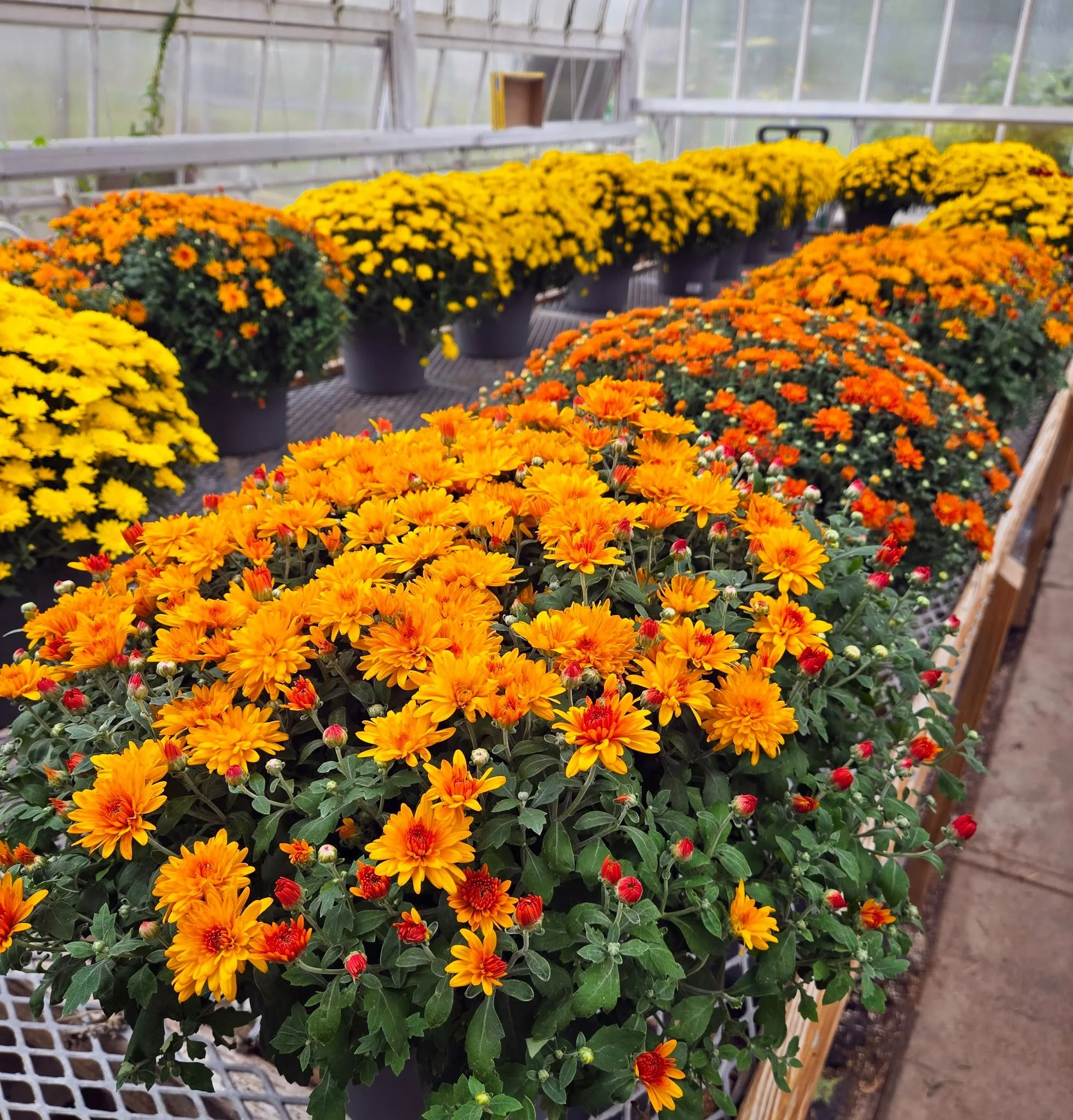 The Mums in the Greenhouse are going fast. Get yours at a great price and shop locally. Support are non-profit