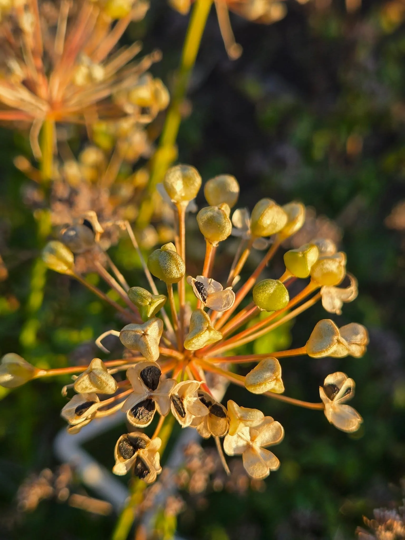 In the Gardens. Don't you love fall? #NaturePhotography #GardenLife #naturedetails #StillGrowing