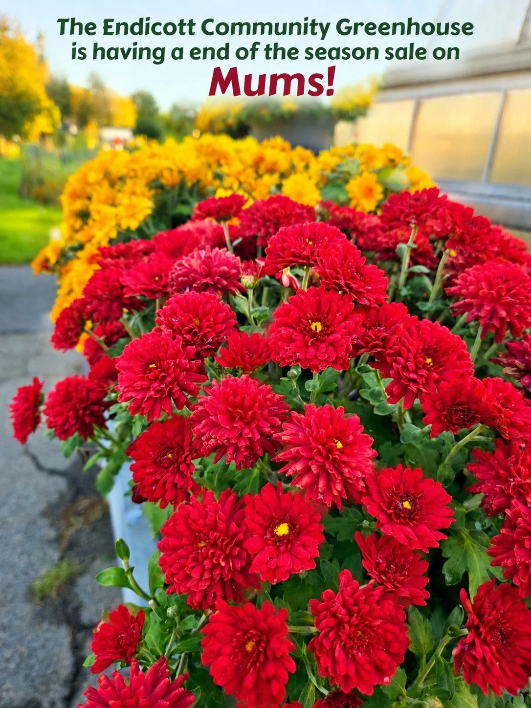 Get yours while they last!
@endicottgreenhouse