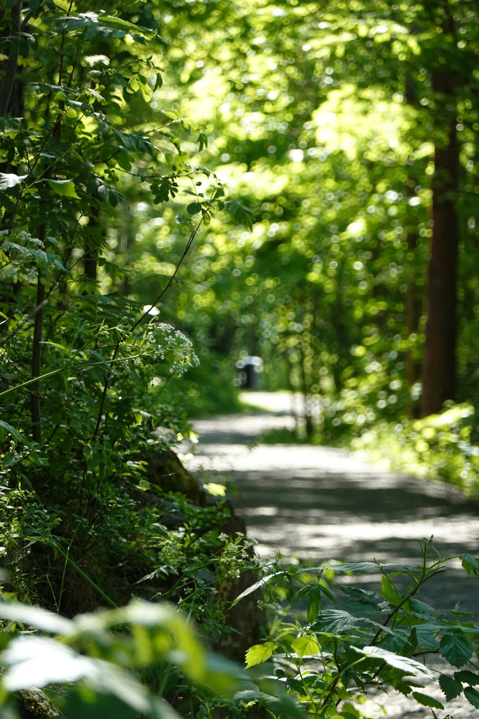 A sunny forest path surrounded by green leaves and trees.