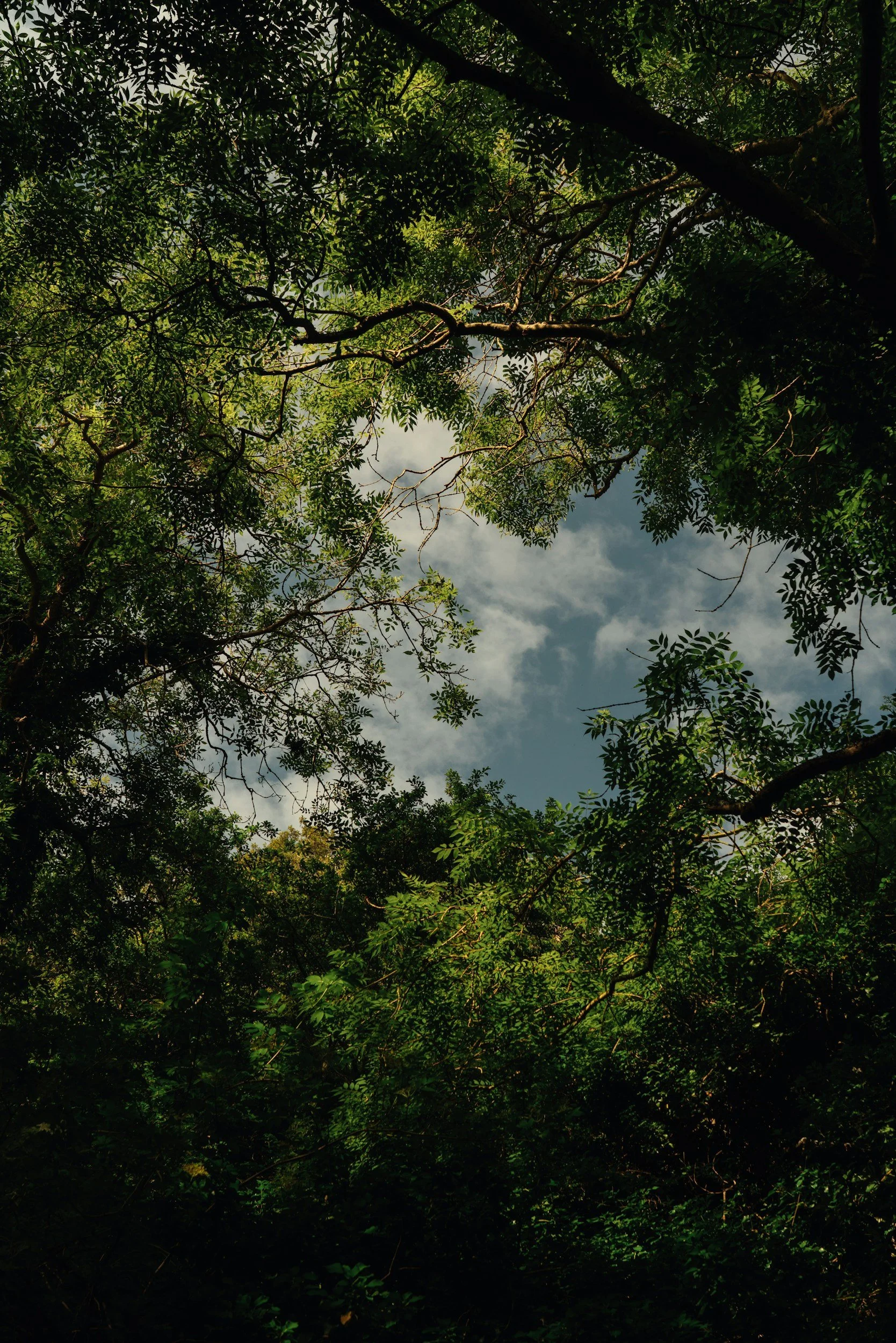 Looking up through dense green tree canopy at a partly cloudy sky.
