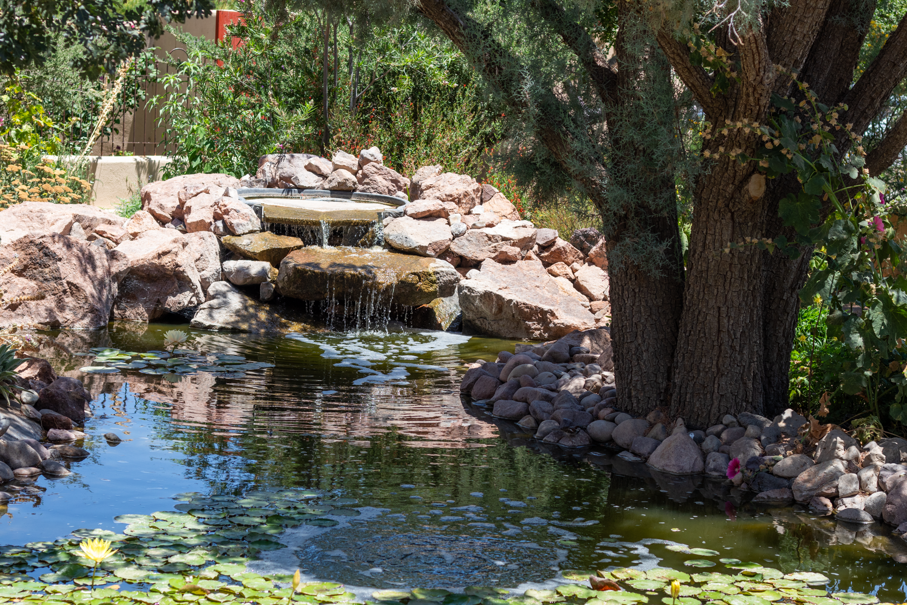 A small pond with floating lily pads and yellow water lilies, surrounded by rocks. There is a small waterfall cascading over rocks into the pond. A large tree with textured bark and green leaves shades part of the pond. In the background, lush green bushes and trees can be seen.