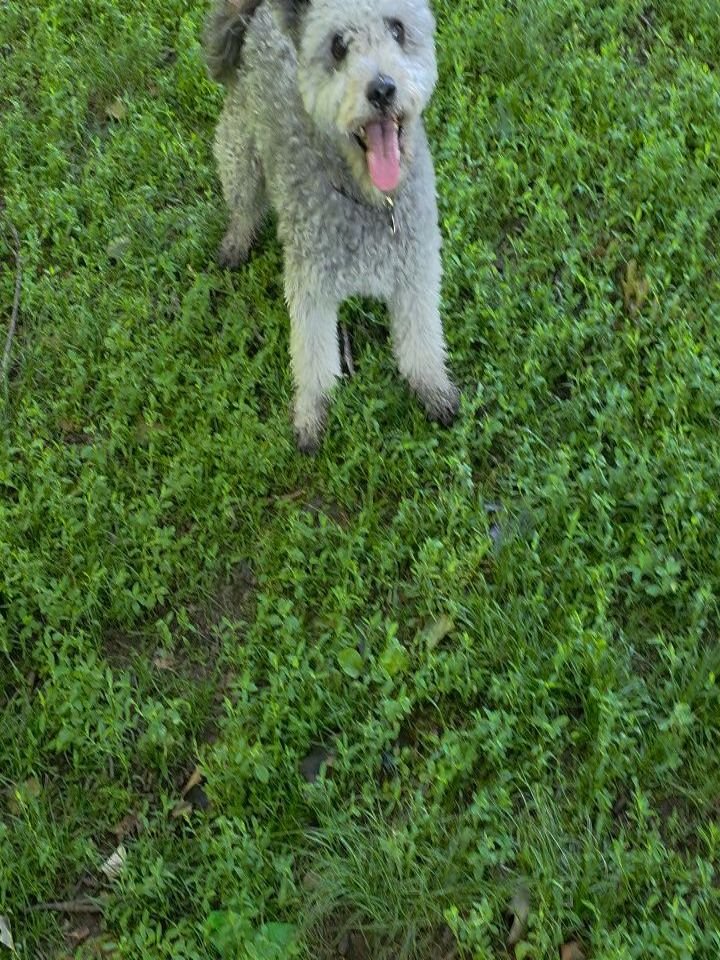 Hi Fam!

Meet Oggie. 🐾

This handsome little Hungarian  Pumi has completely stolen my heart. From day one, we had a special bond, and I truly love him like he's one of my own. Some days I get to hang out with him up to three times (yes... I'm pretty