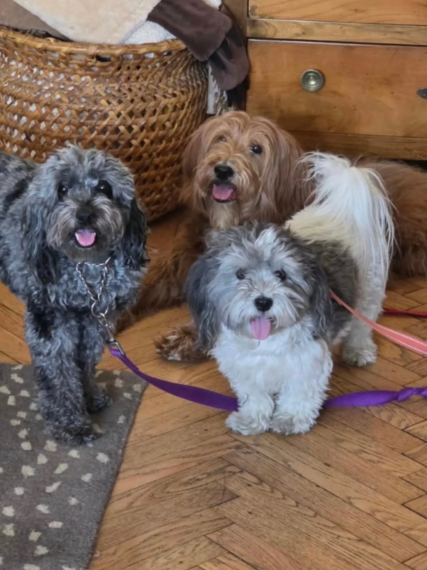 Meet the hearts behind Central Bark Pawtrol 🐾❤️

We've shared a little about ourselves before, but we never properly introduced the three little rascals who inspired this whole adventure: Wesley, Winnie, and Tessie.

What started as an immense love 