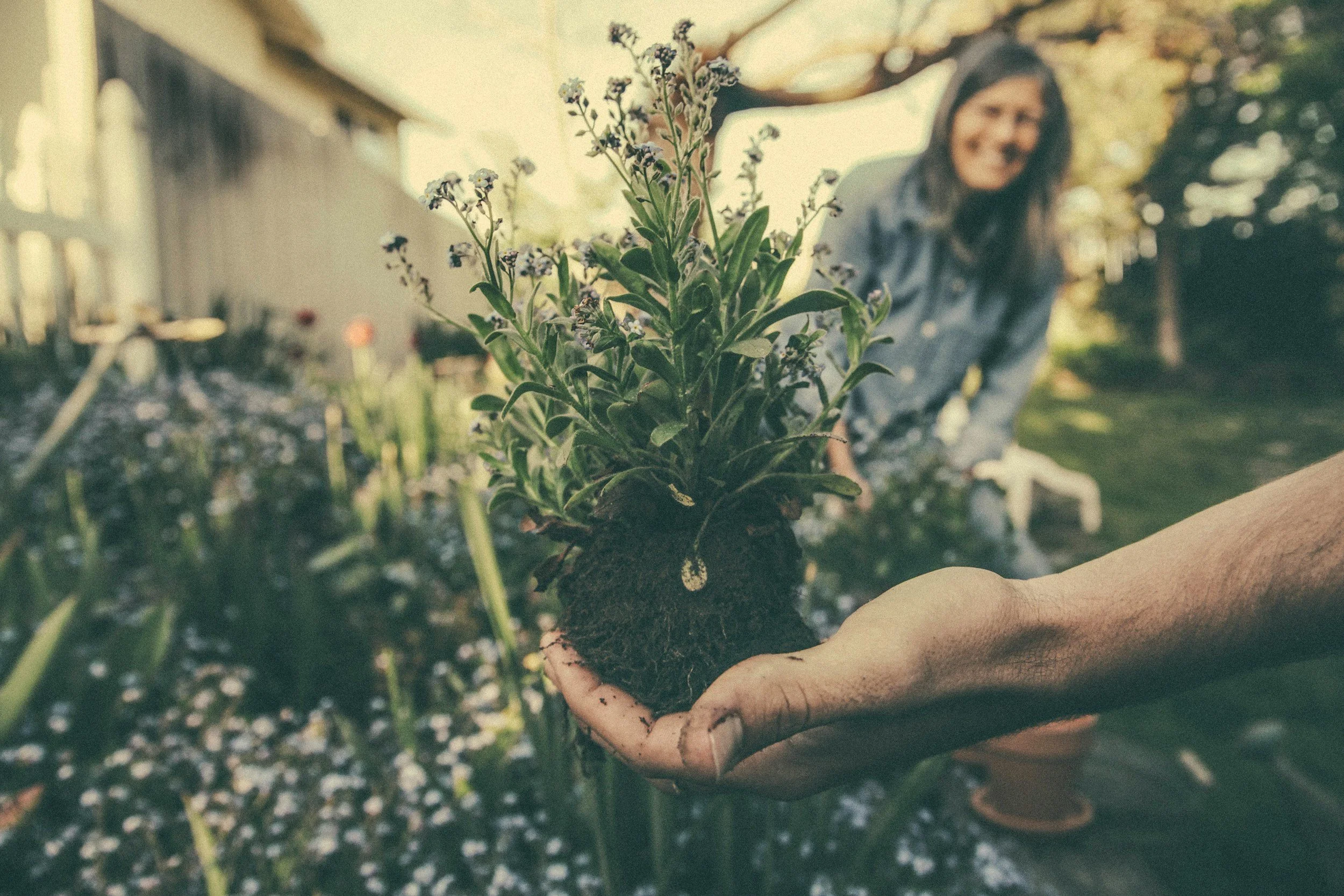 Close-up of a person holding a planted seedling with green leaves in their hands during daylight, with a blurred background of a garden or yard.