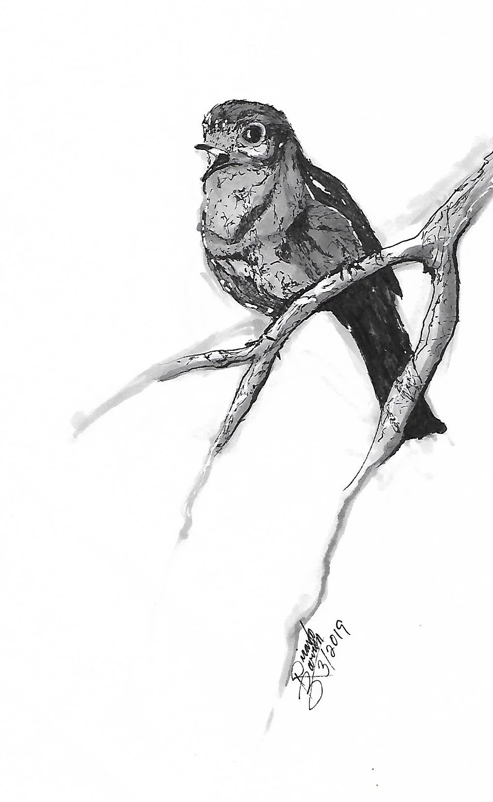 Bird 5