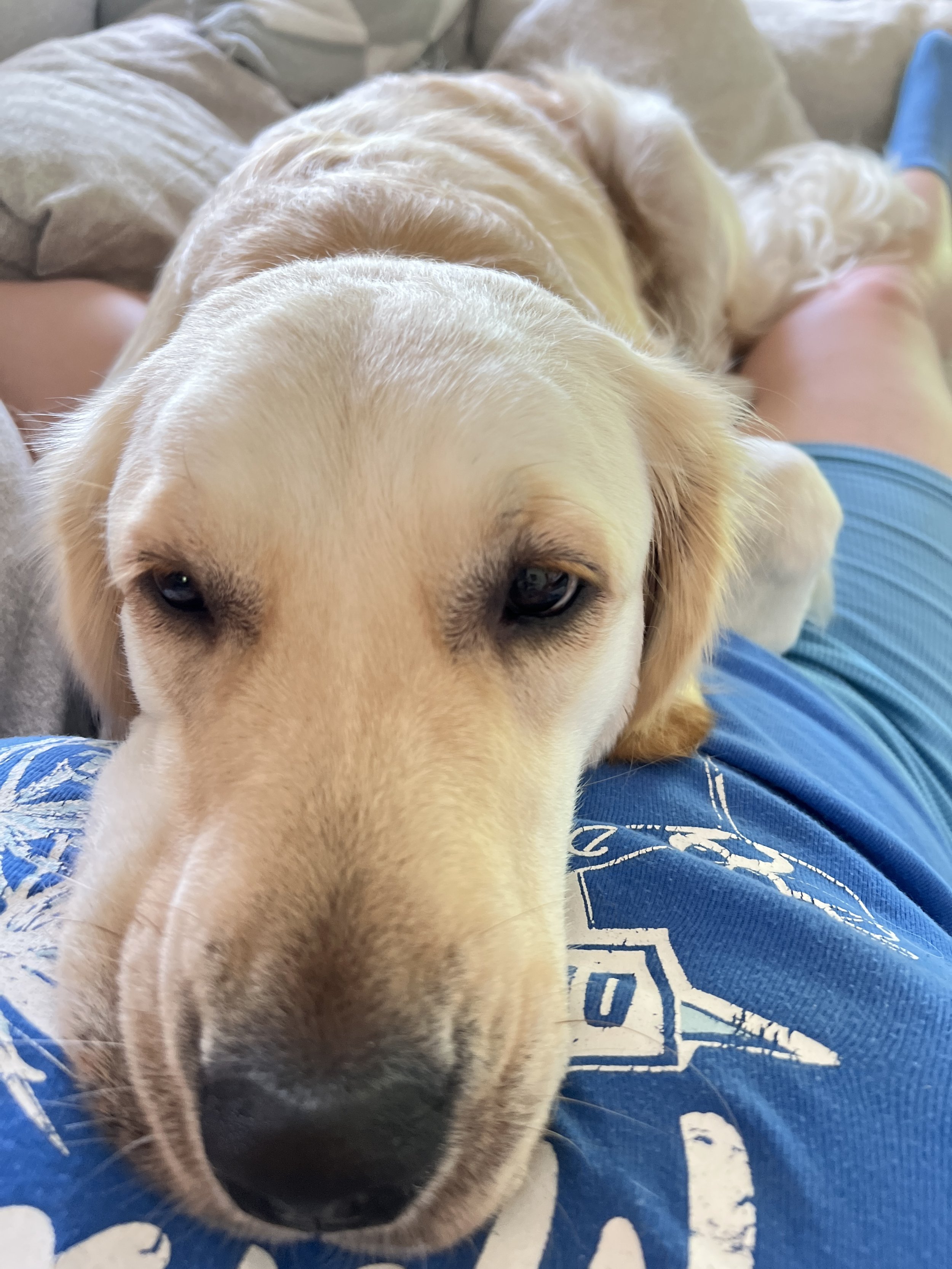 A close-up of a yellow Labrador Retriever puppy resting its head on a person's lap, who is wearing blue shorts with white lettering.