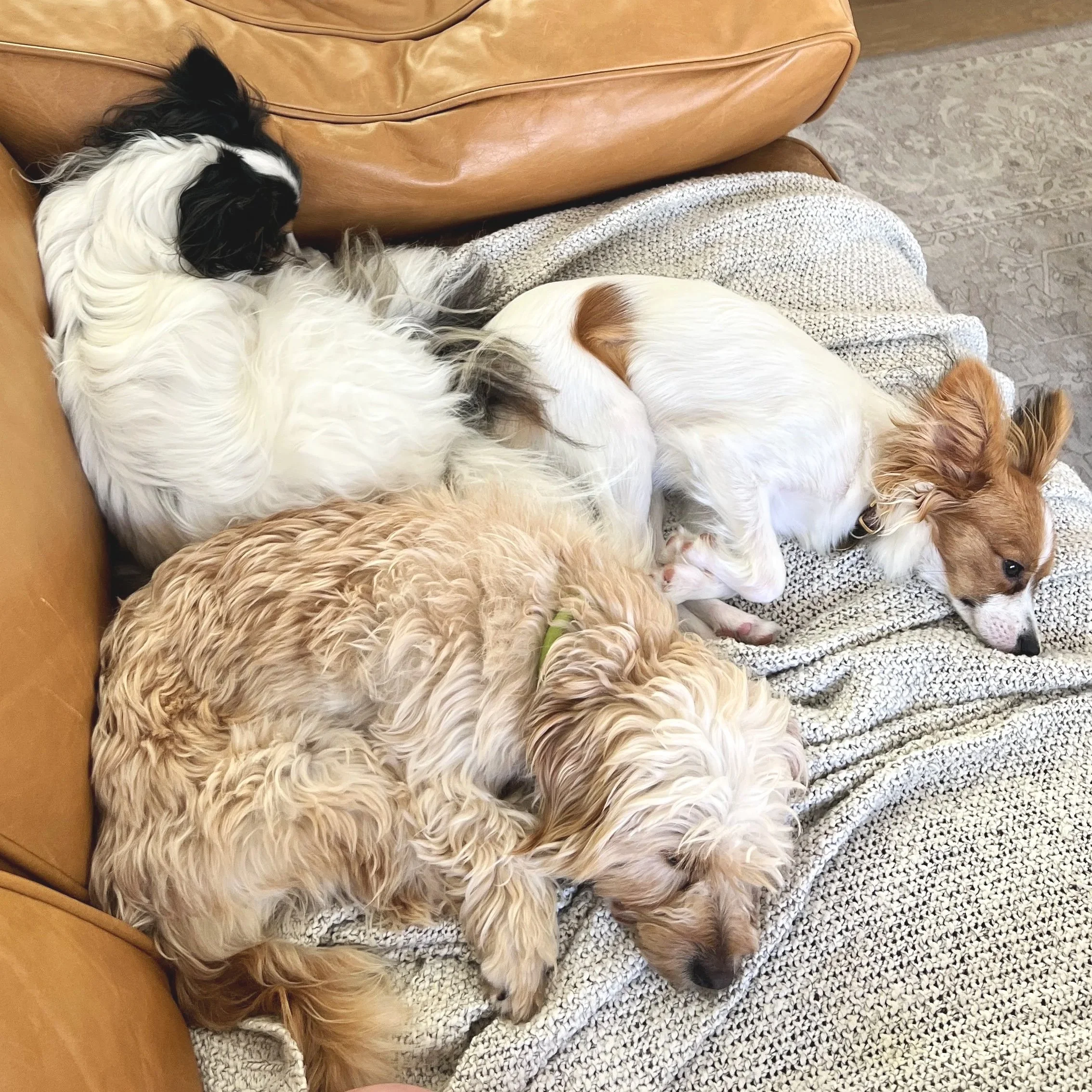 Overnight Pet Sitting