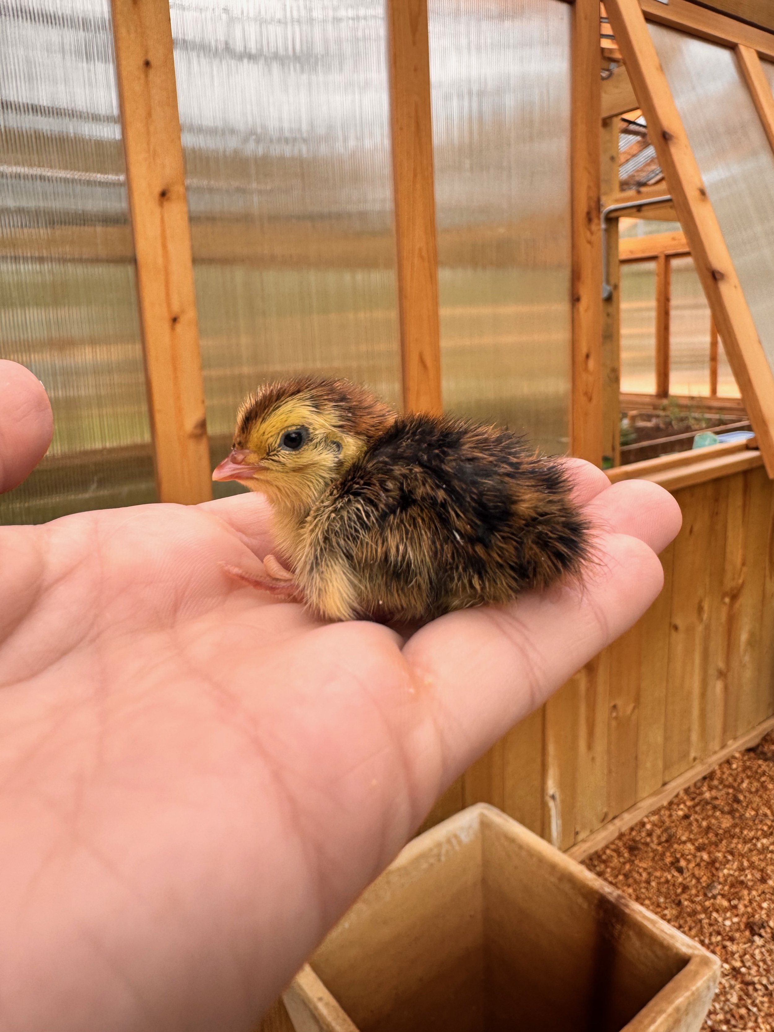 Individual Fertile Coturnix Quail Eggs