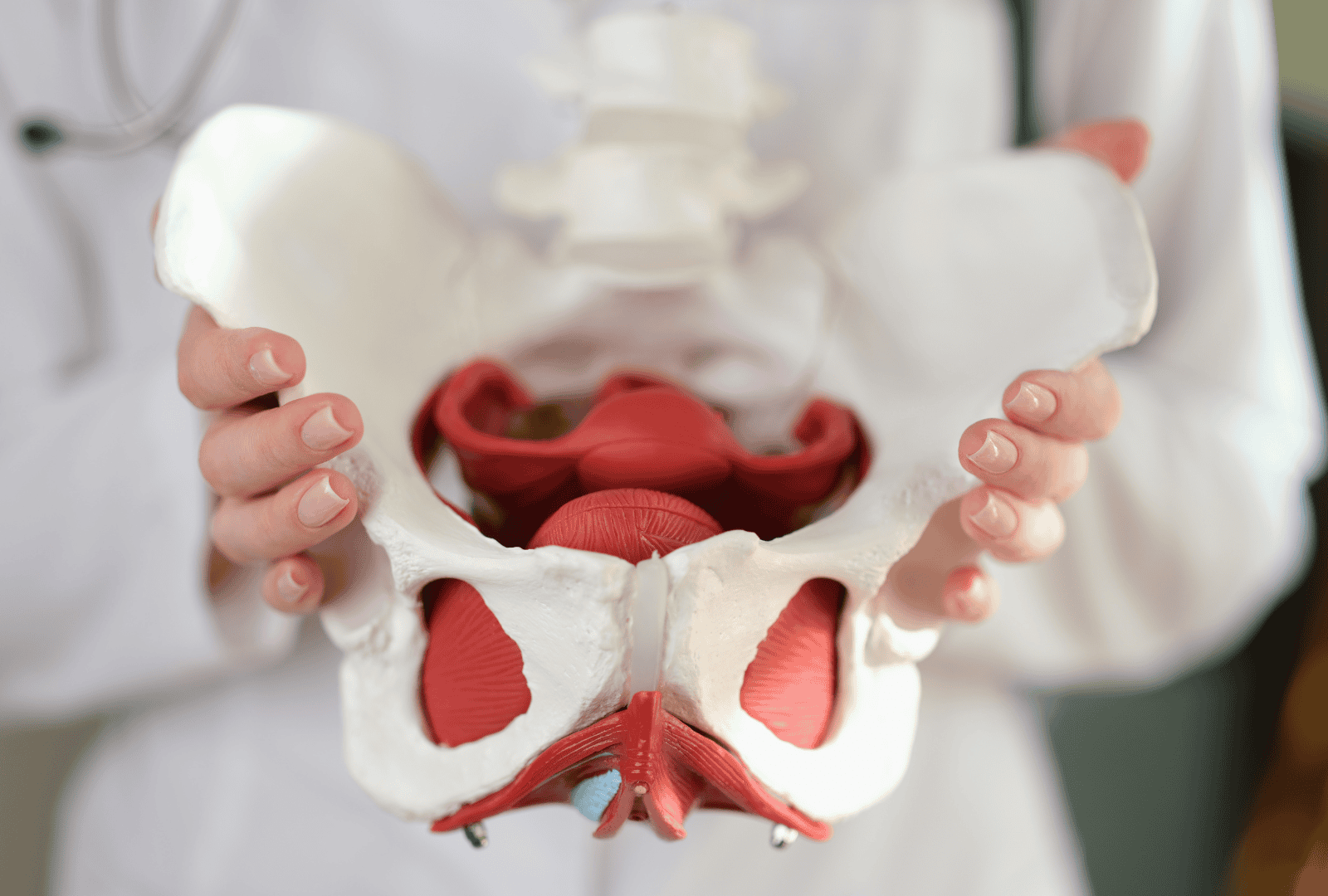 A person holding a detailed anatomical model of a human pelvis and lower spine, including muscles and bones.