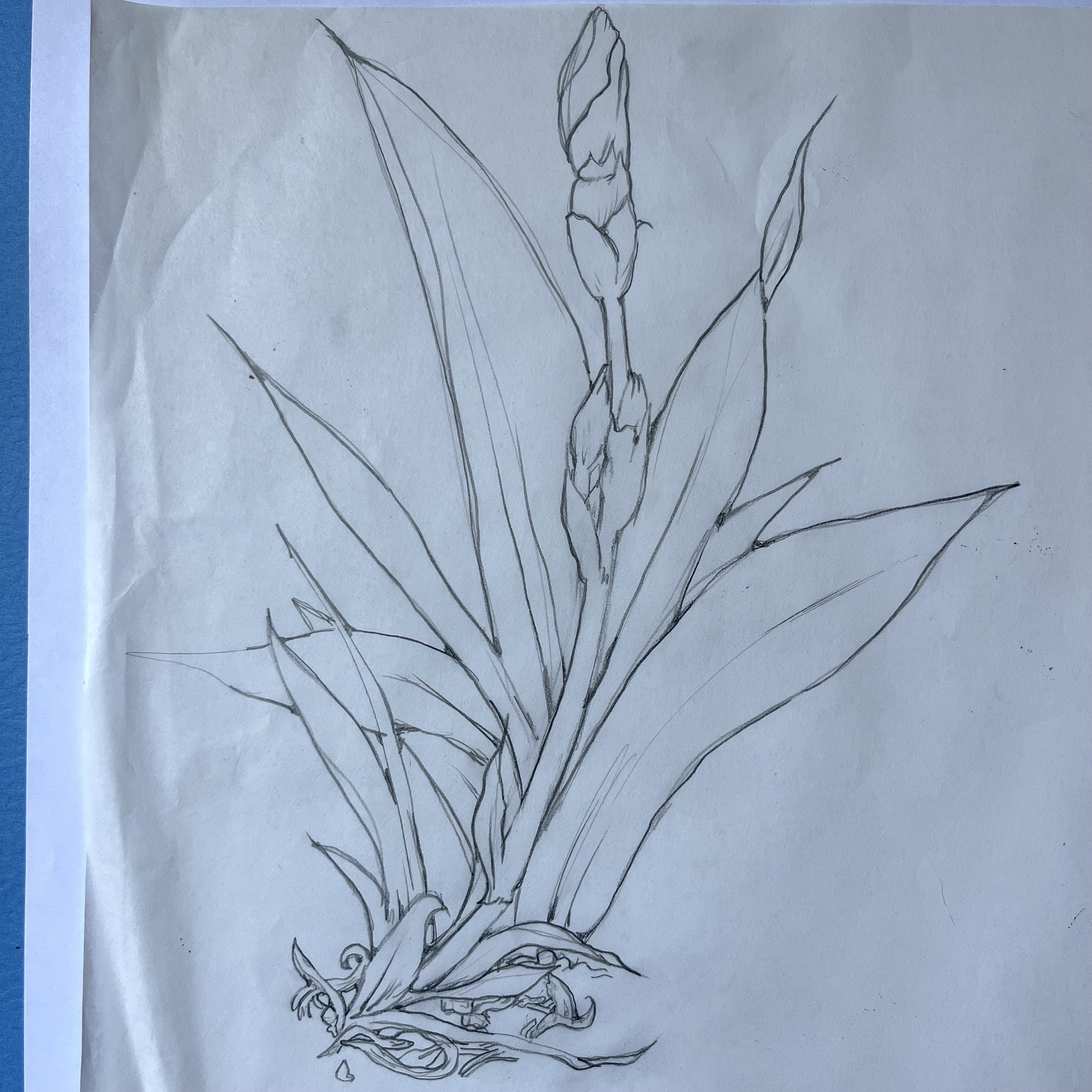 iris buds.jpeg