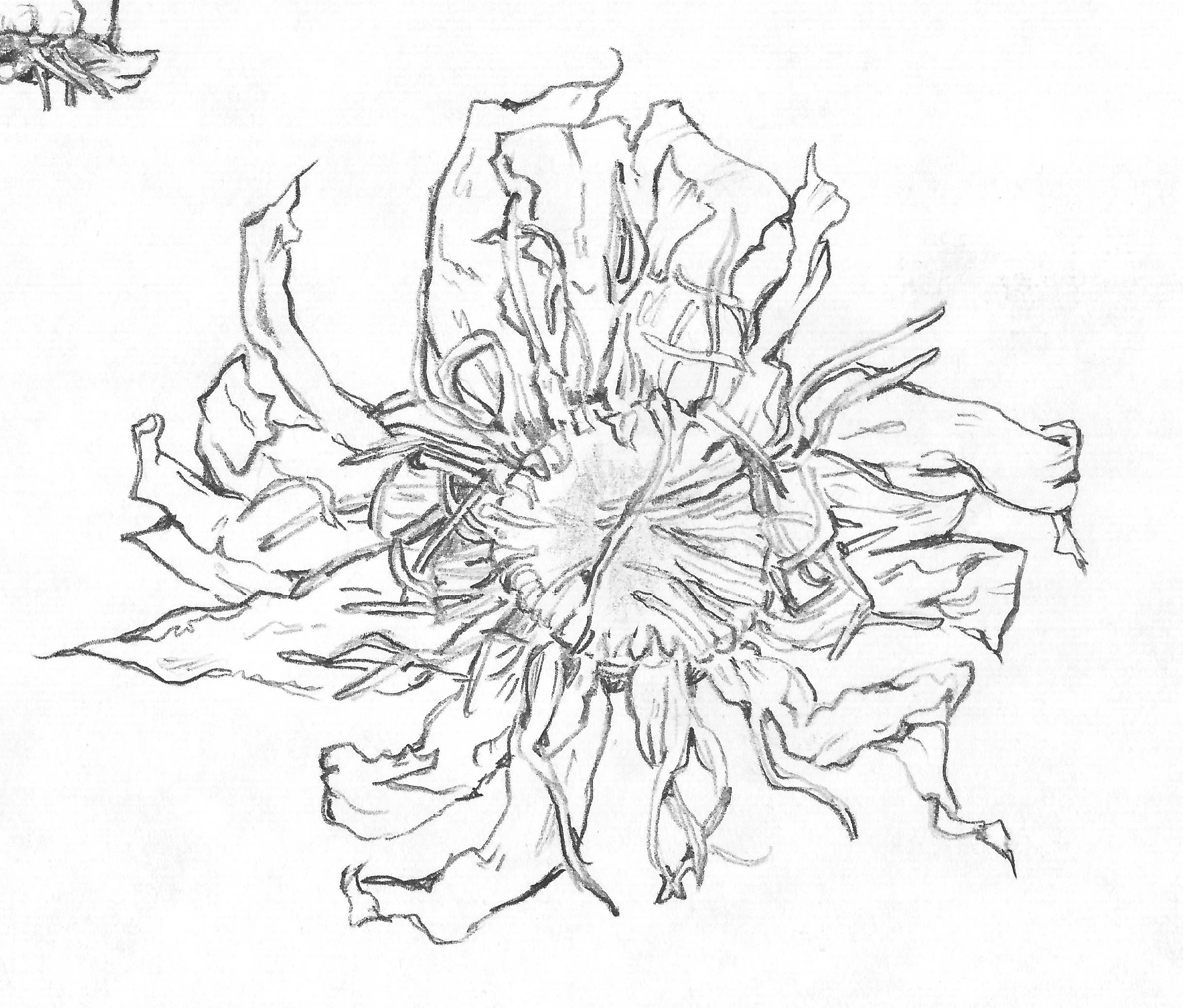 blue lotus.jpeg