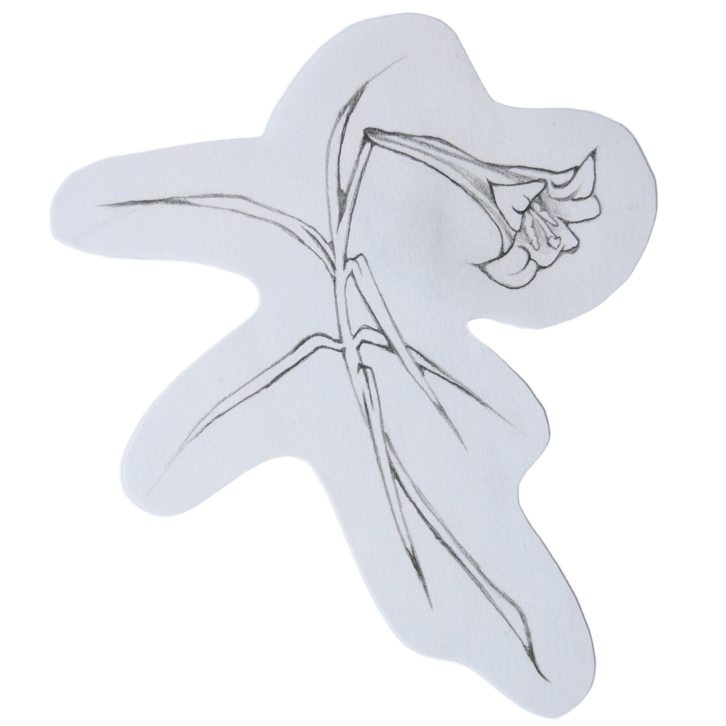 lily.png
