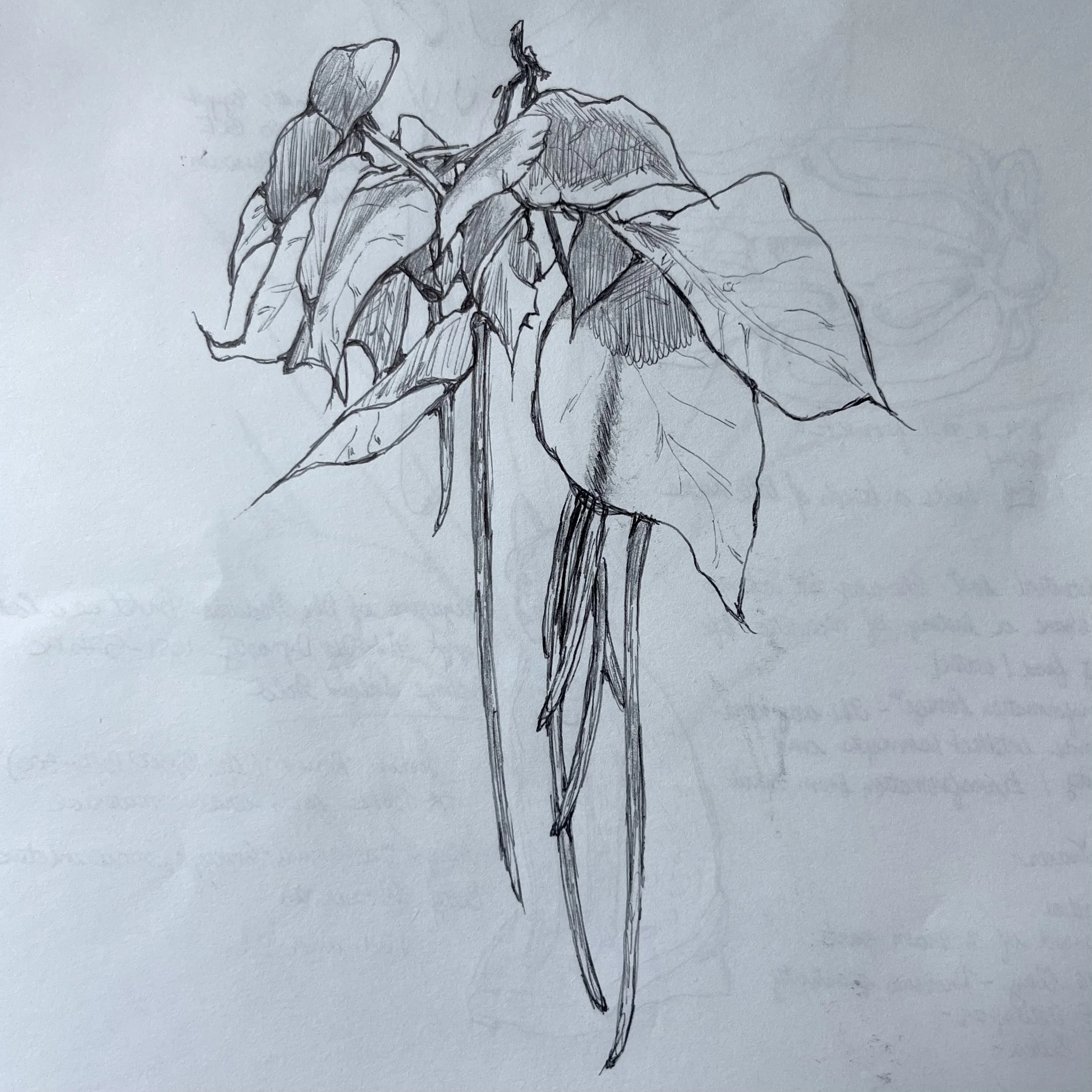catalpa tree leaves.jpeg