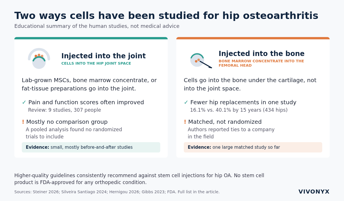Educational diagram comparing two ways stem cells have been studied for hip osteoarthritis: injected into the joint (most studies small, no comparison group) and into the bone (one large matched study, fewer hip replacements, not randomized).