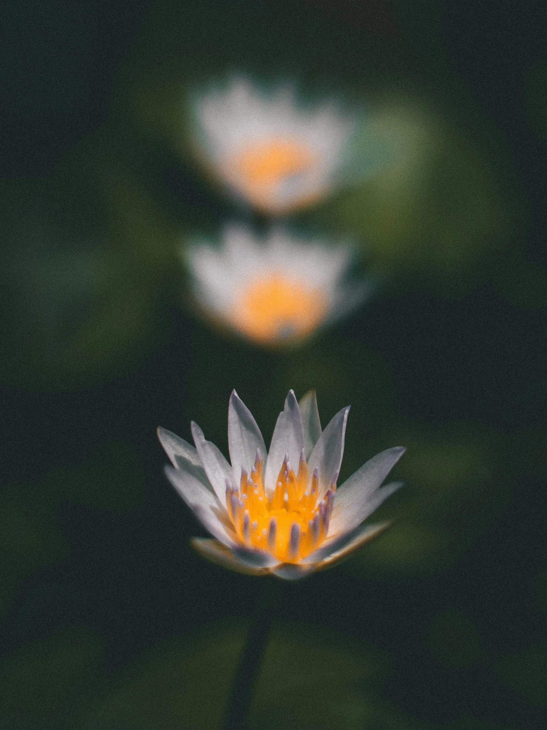 Water lily representing calm and recovery in anxiety therapy