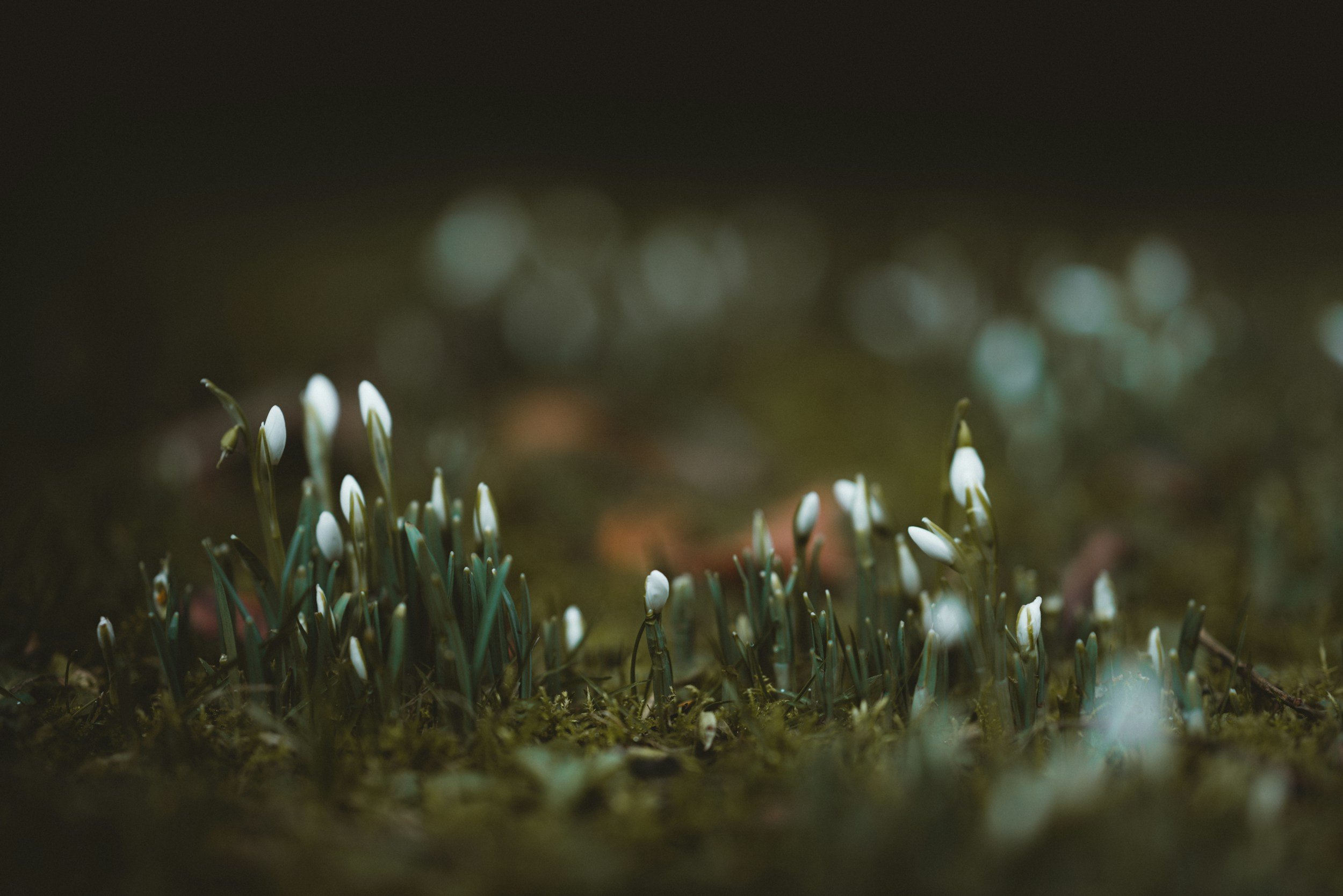 New growth symbolizing healing in trauma therapy