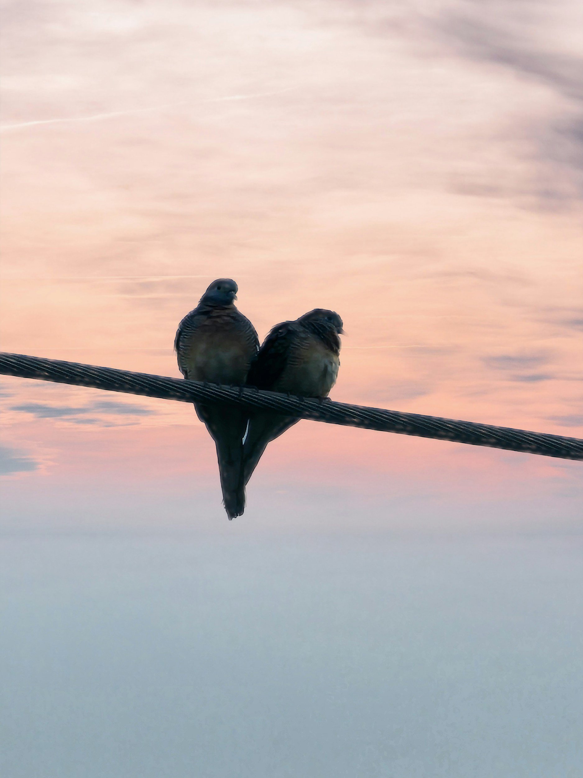 Two lovebirds sitting close together against a soft pink and blue sky