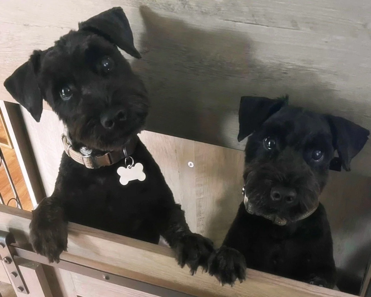 Ruth's miniature schnauzers at New Dawn Counseling & Therapy